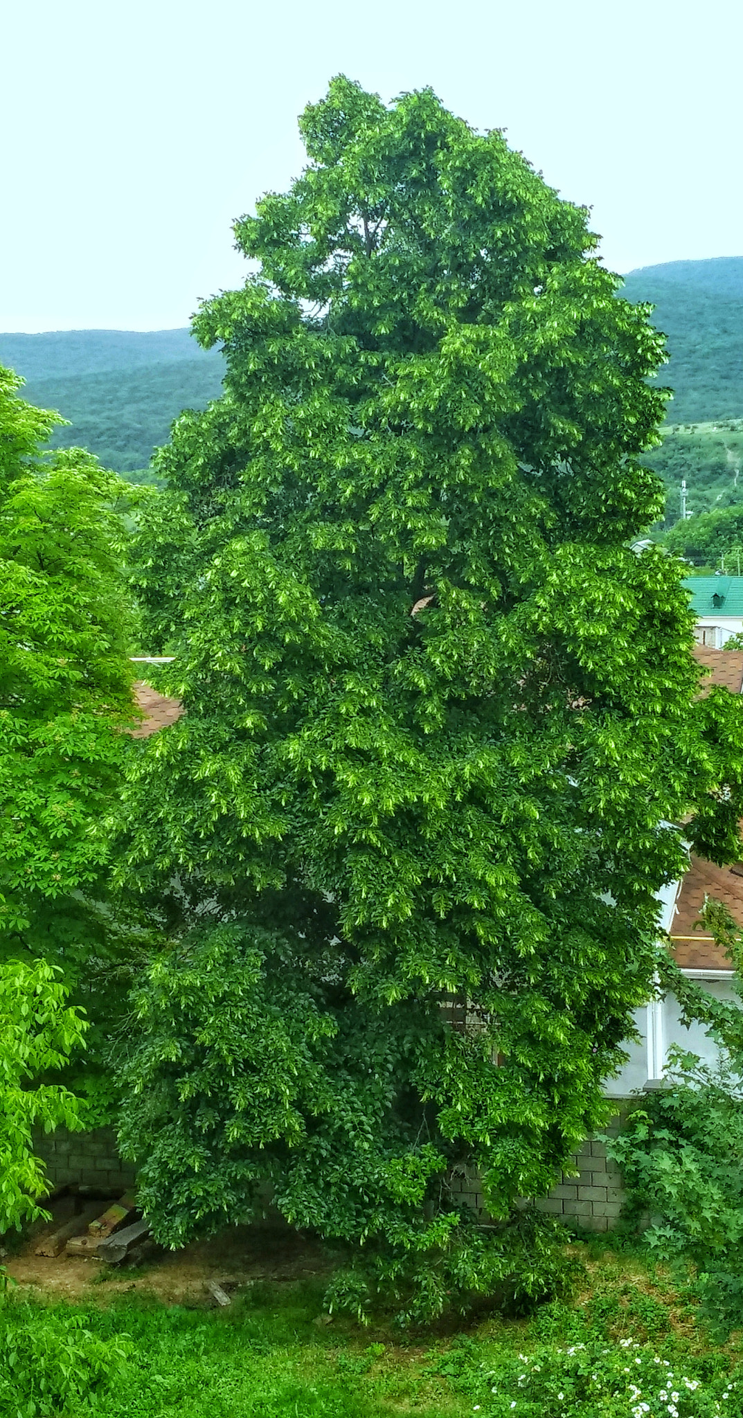 Xiaomi MI MAX 2 sample photo. Green spring photography