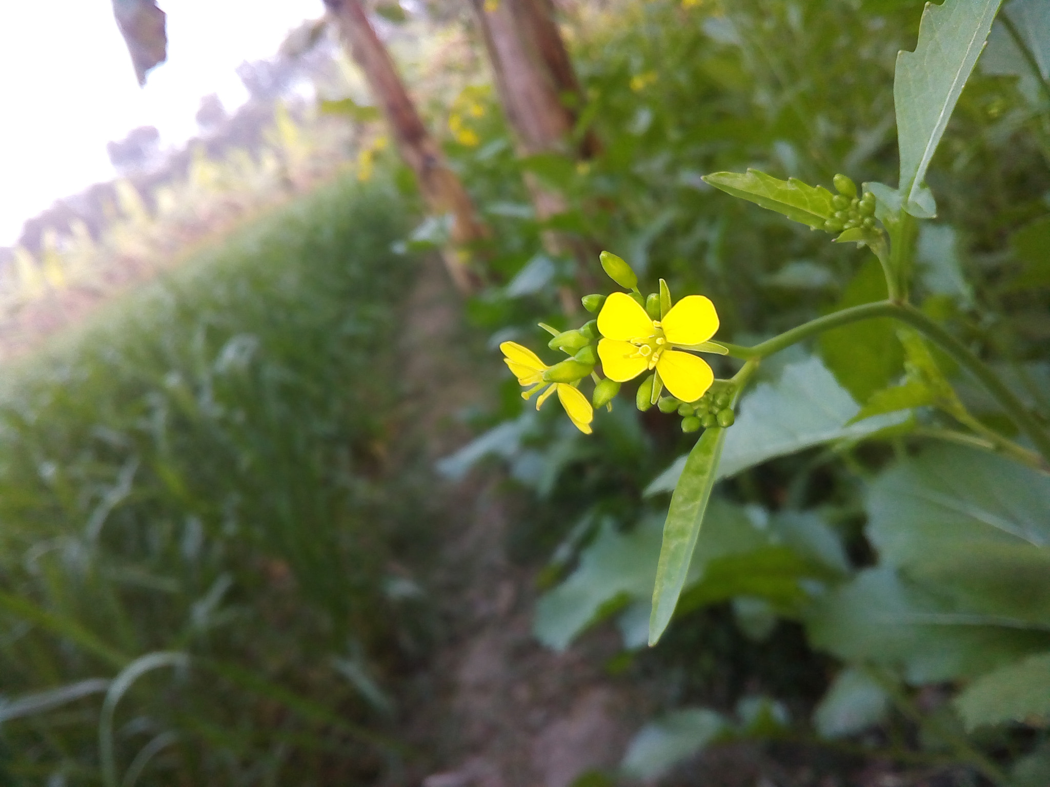Symphony i10 sample photo