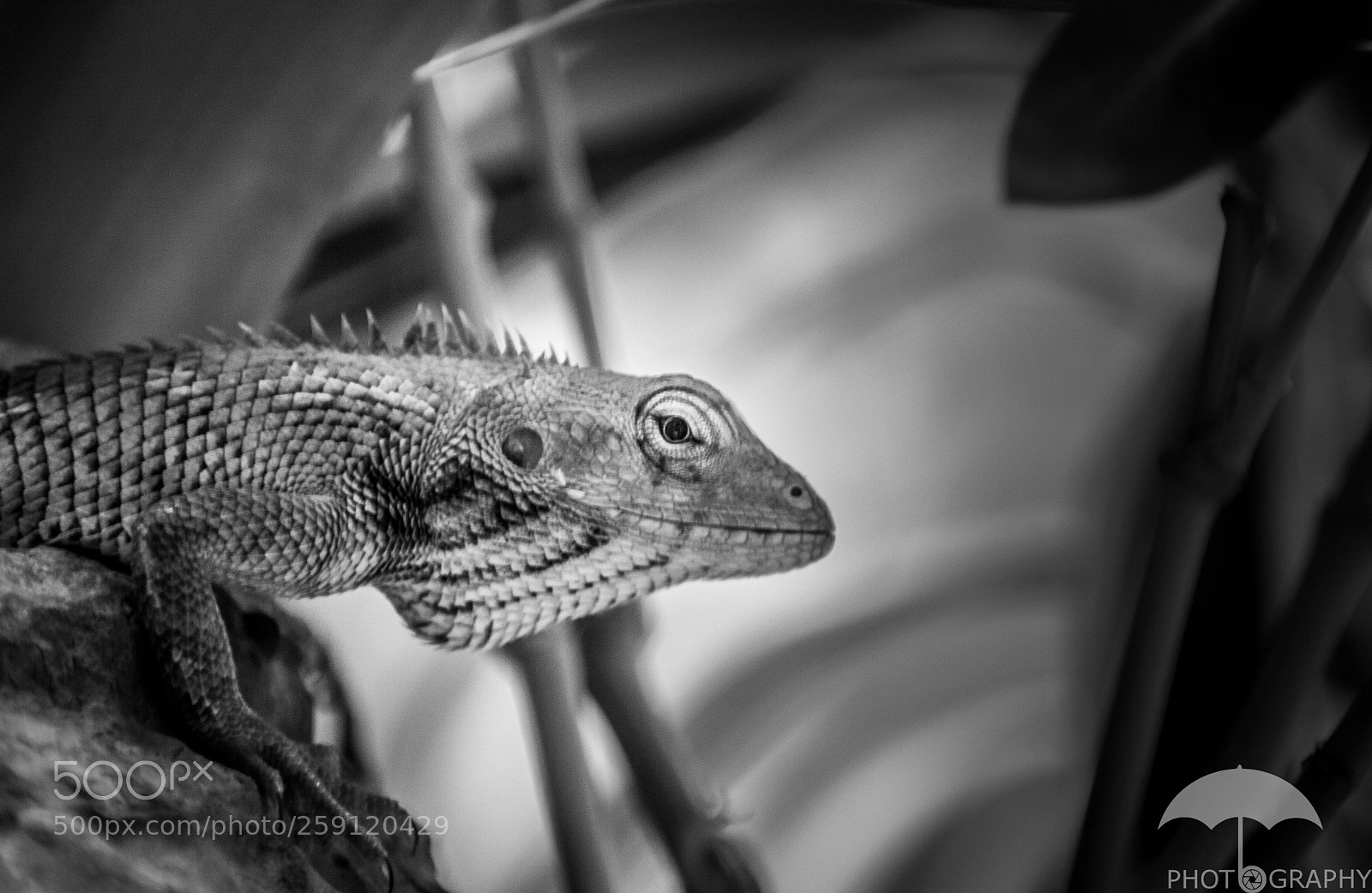 Nikon D3200 sample photo. Eye see you photography