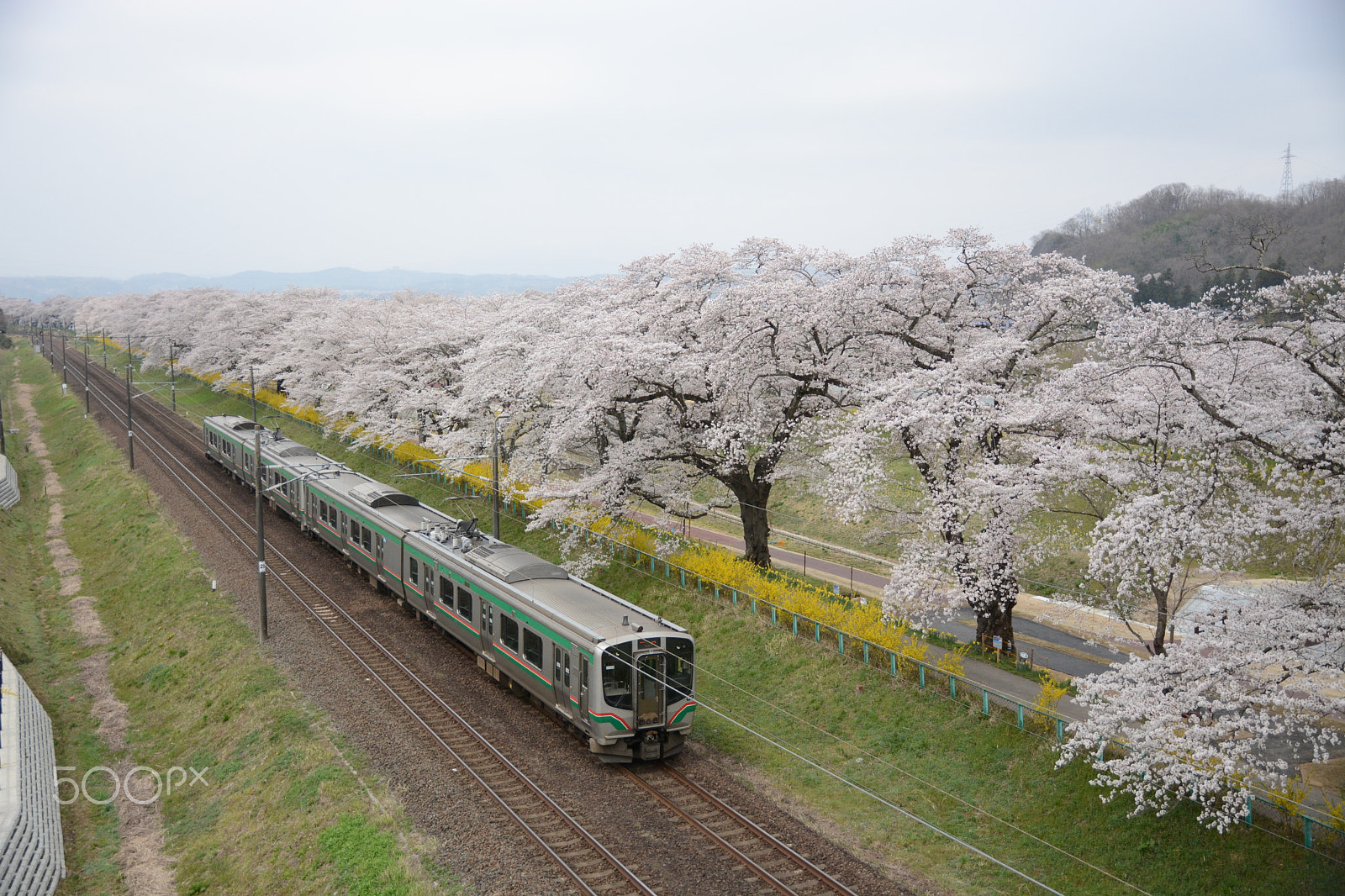 Nikon D7100 sample photo. 白石川堤の桜並木と東北本線 photography