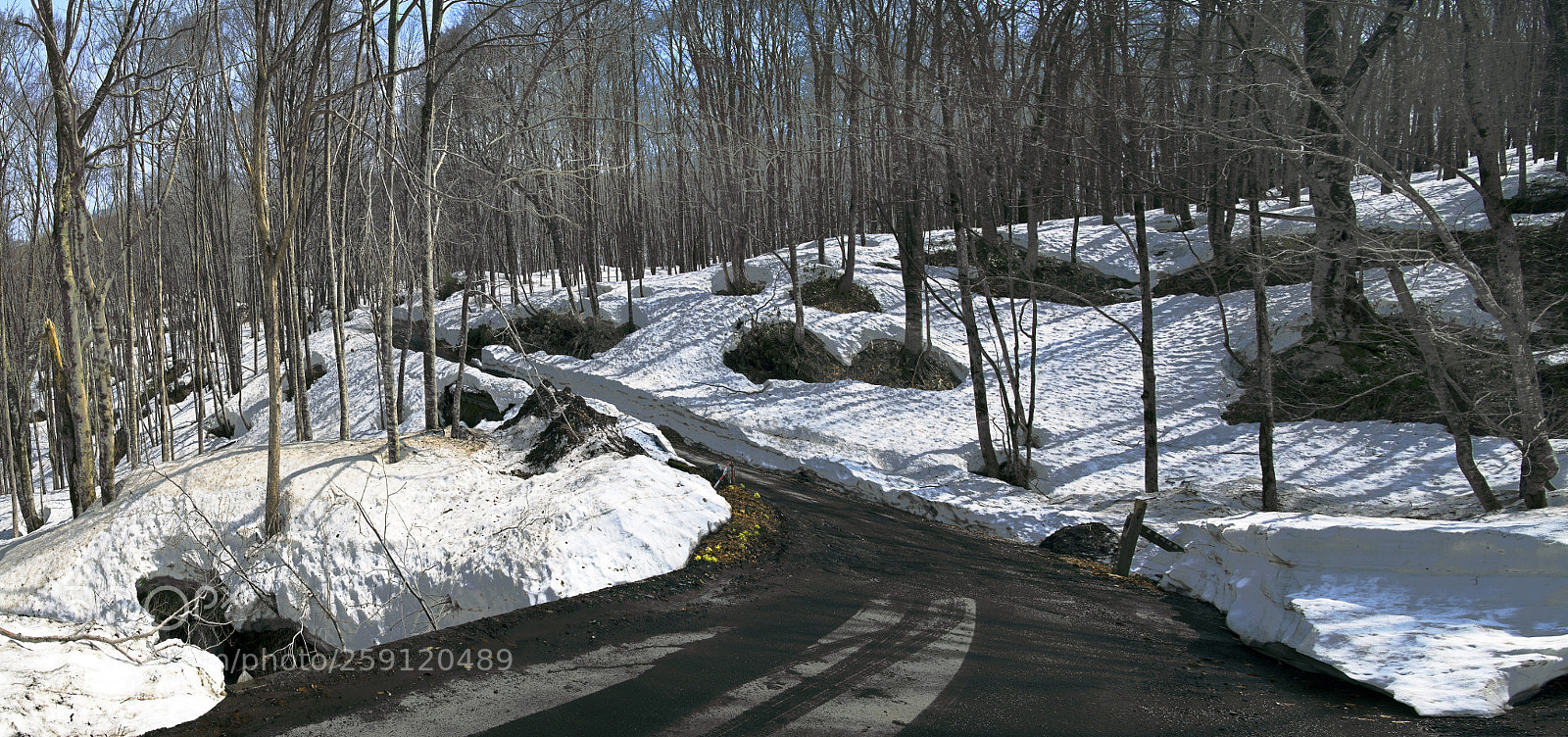 Nikon D850 sample photo. Spring .... photography