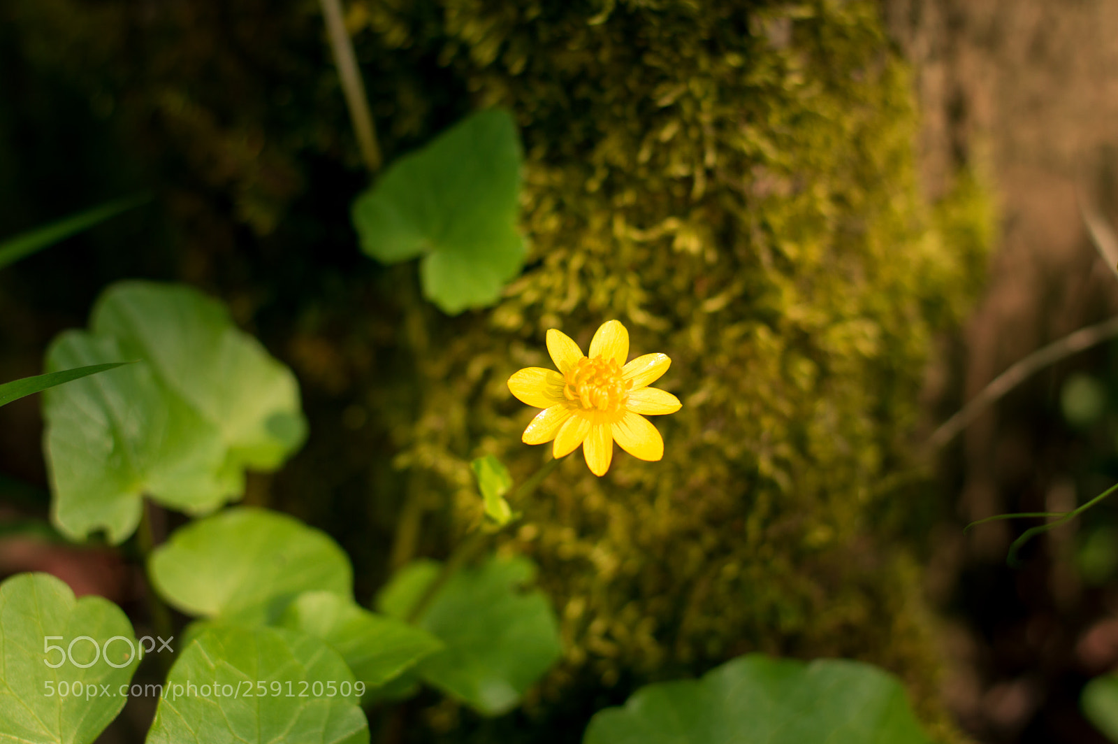 Nikon D3200 sample photo. Forest moments. photography