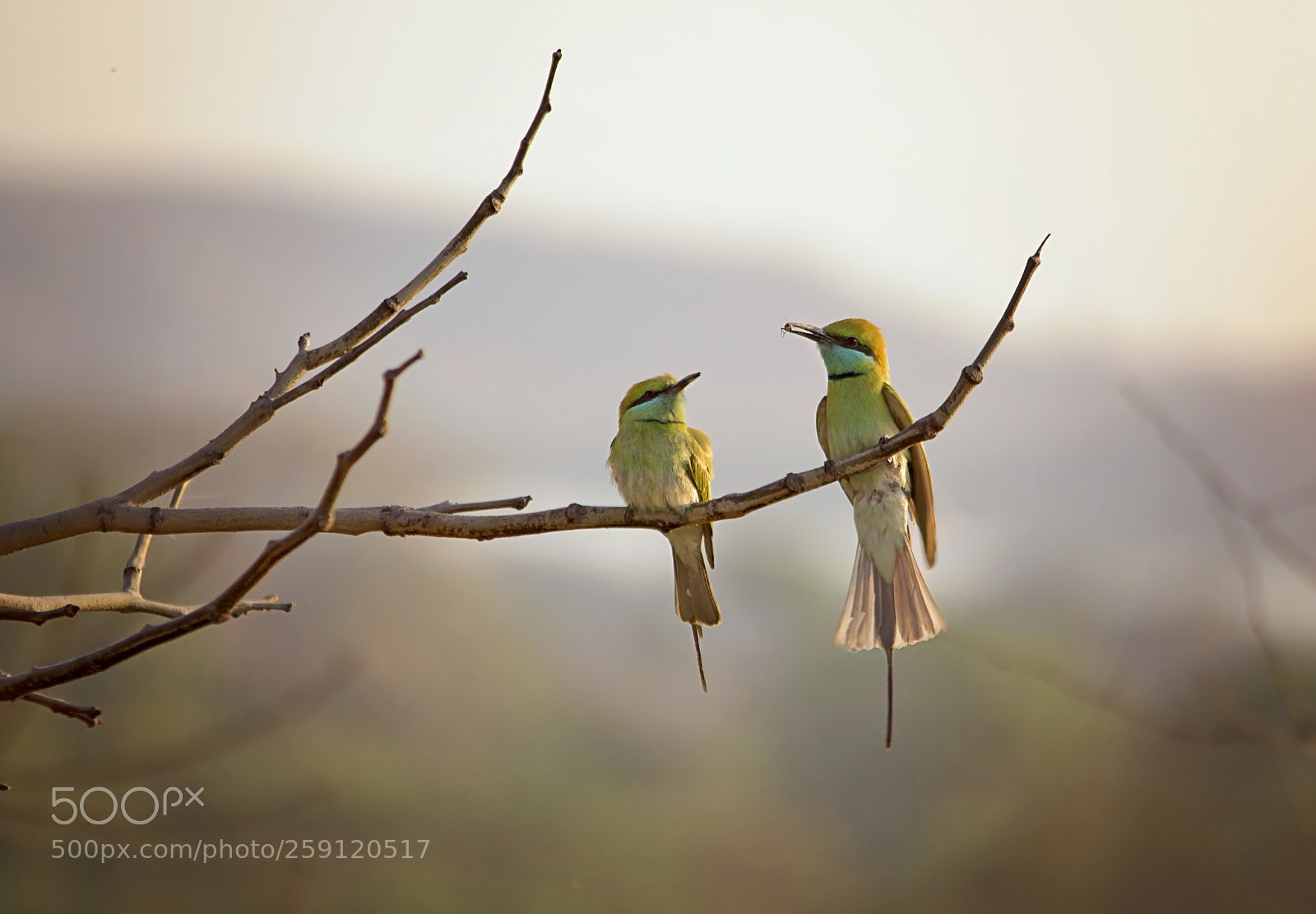 Canon EOS 1200D (EOS Rebel T5 / EOS Kiss X70 / EOS Hi) sample photo. Bee eater and bee photography