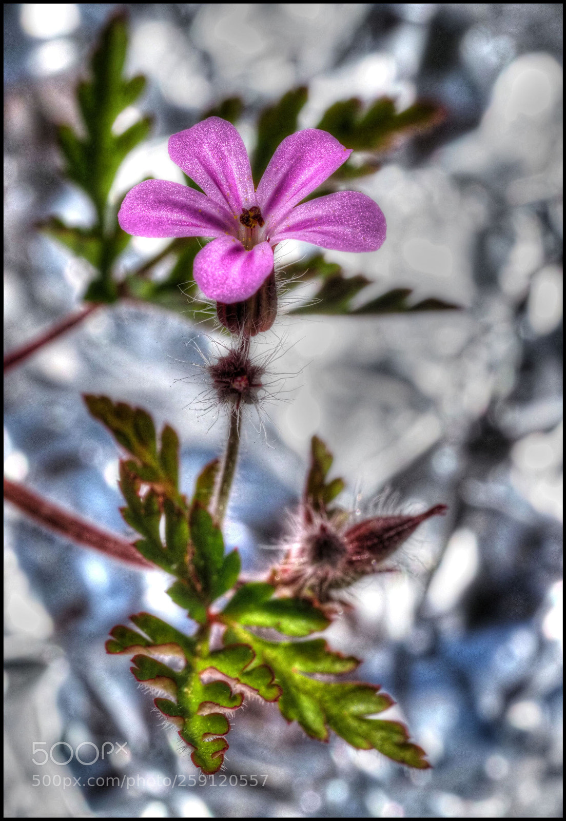 Olympus OM-D E-M1 Mark II sample photo. Storchenschnabel photography