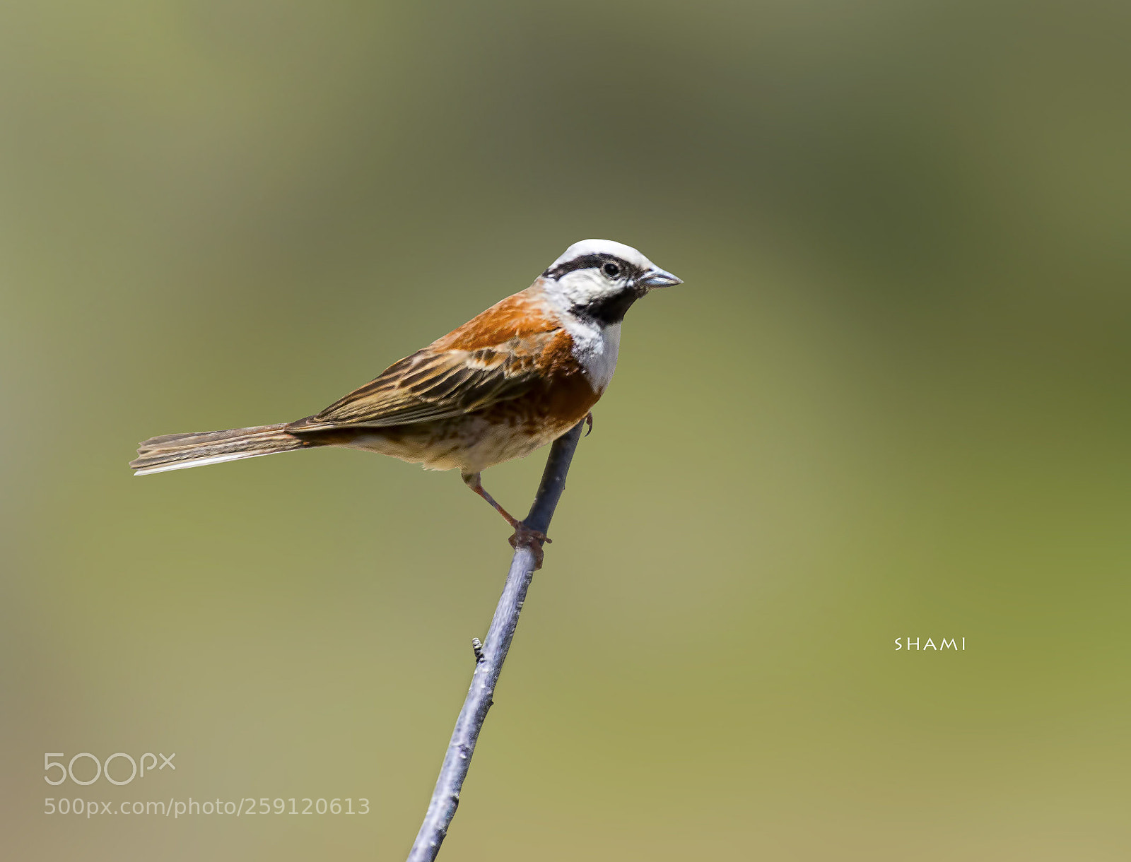 Nikon D800E sample photo. White capped bunting photography