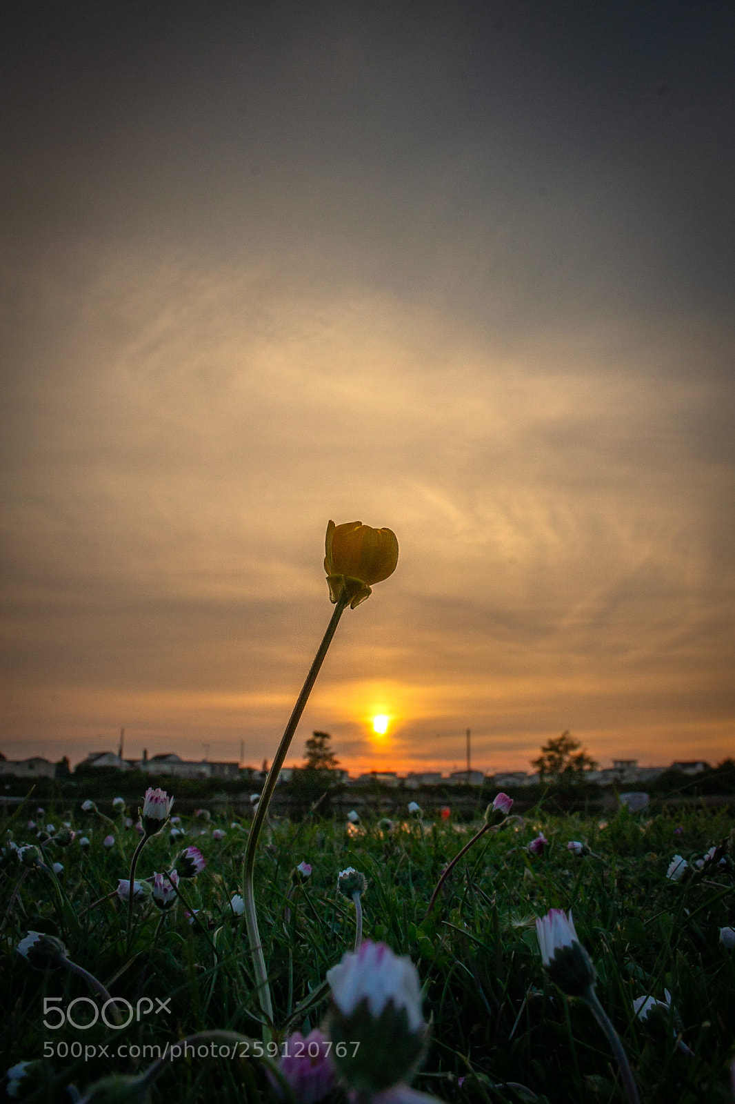 Canon EOS 100D (EOS Rebel SL1 / EOS Kiss X7) sample photo. Buttercup. photography