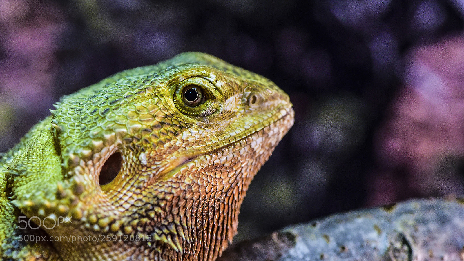 Nikon D750 sample photo. Lizard photography
