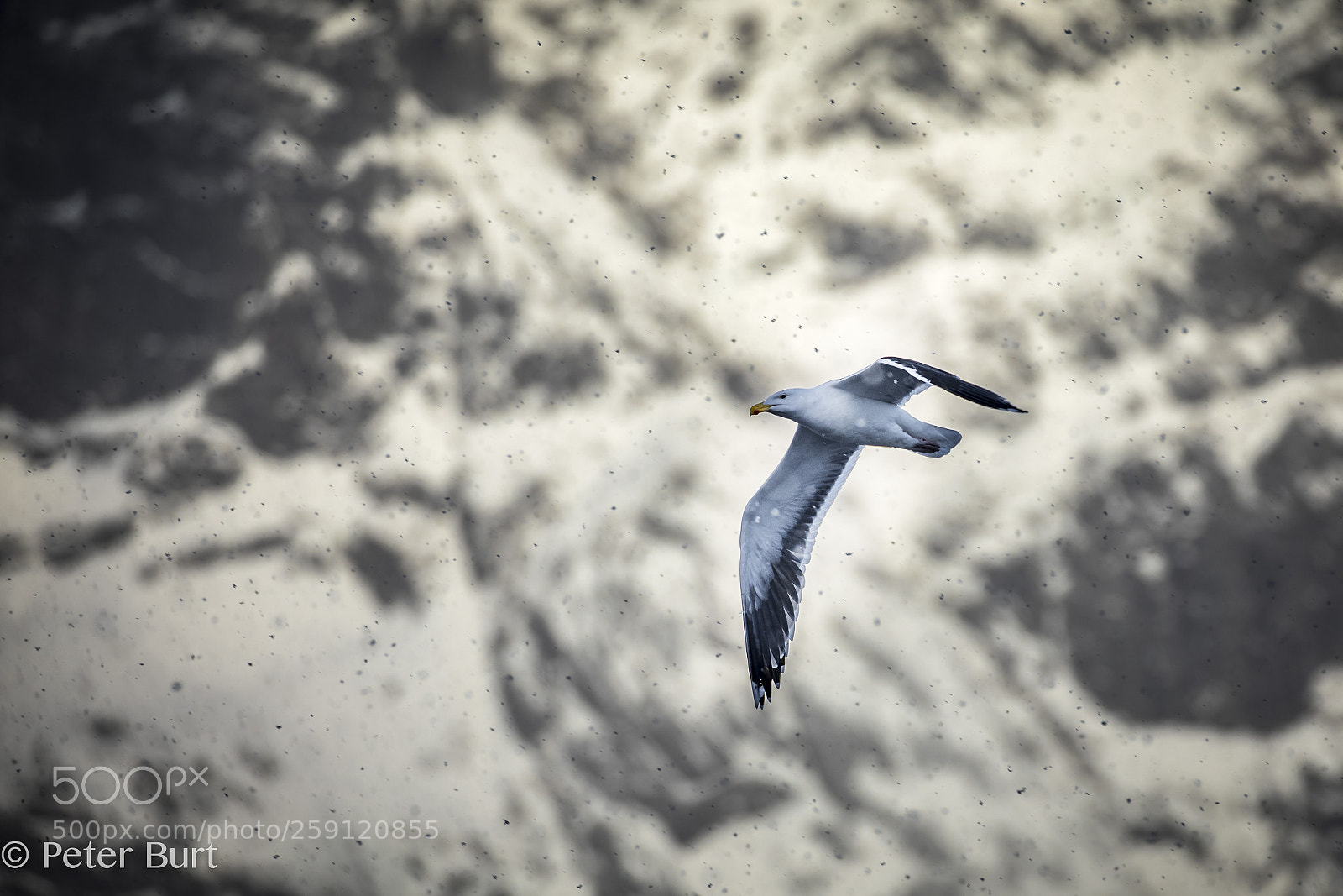 Canon EOS 5D Mark IV sample photo. Snow gull photography