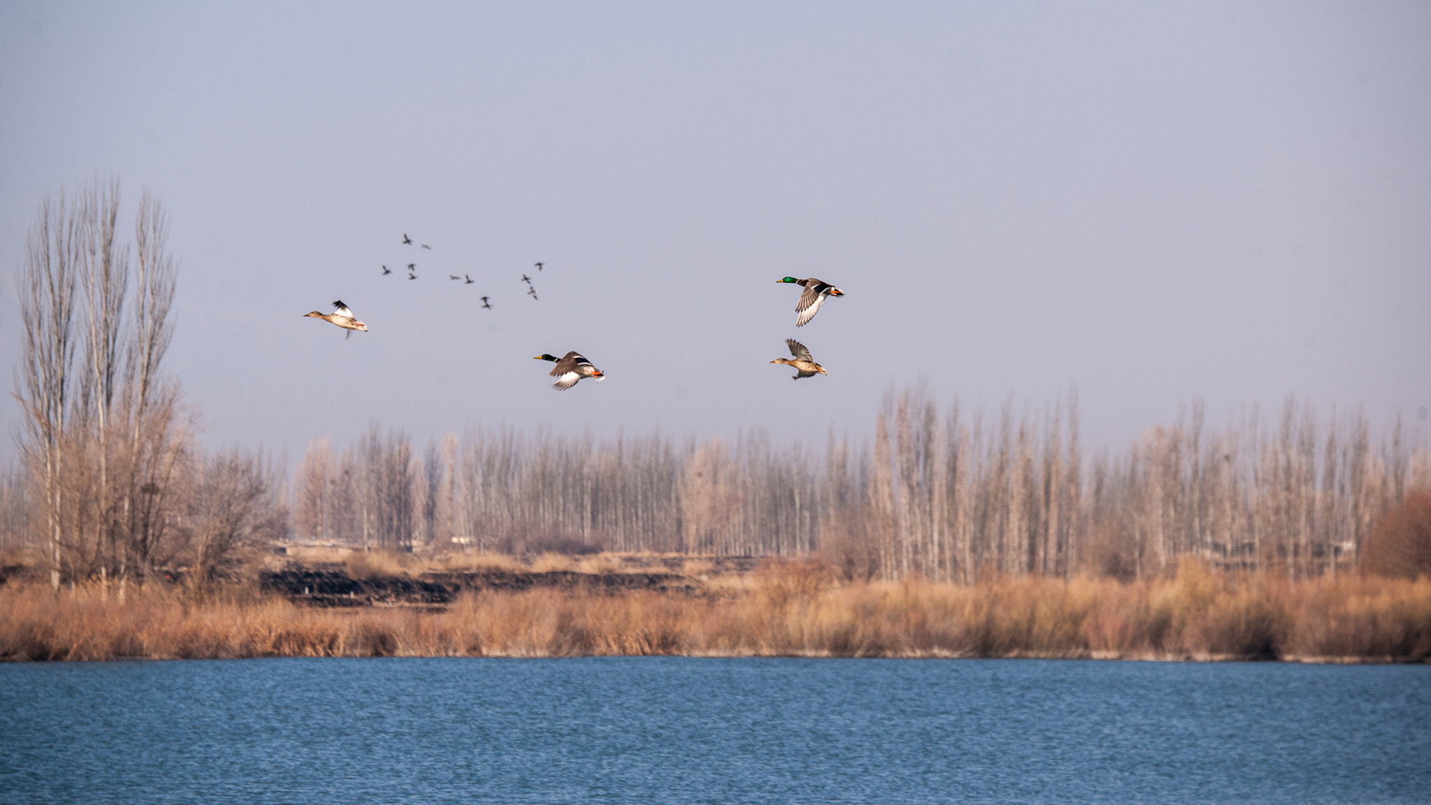 Nikon D3X sample photo. A high flying green duck photography