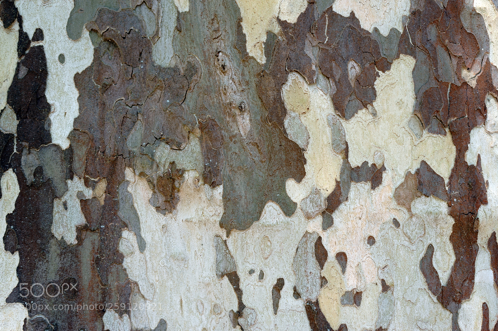 Sony a7 II sample photo. Bark plane tree close-up photography