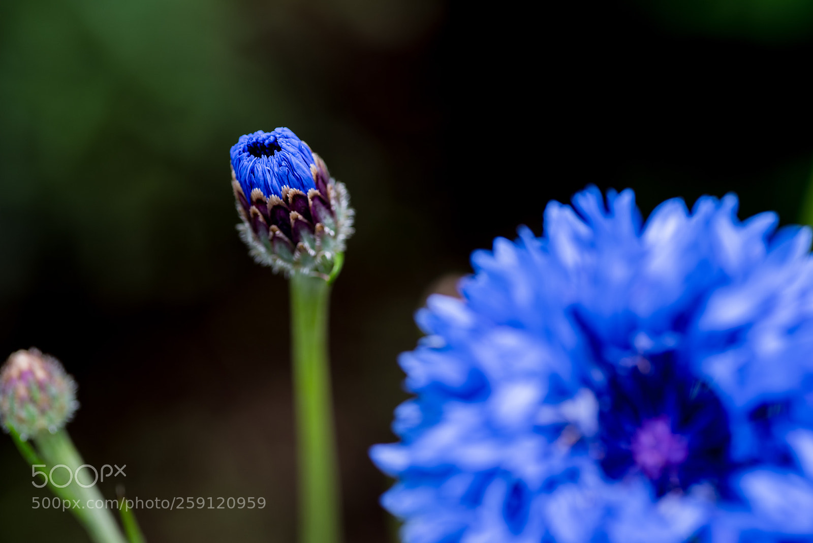 Pentax K-1 sample photo. Bud photography