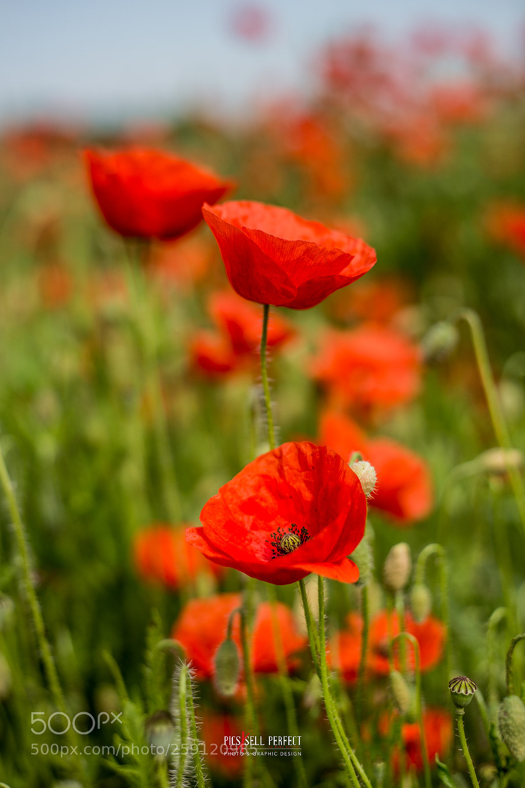Canon EOS 6D sample photo. Poppies photography