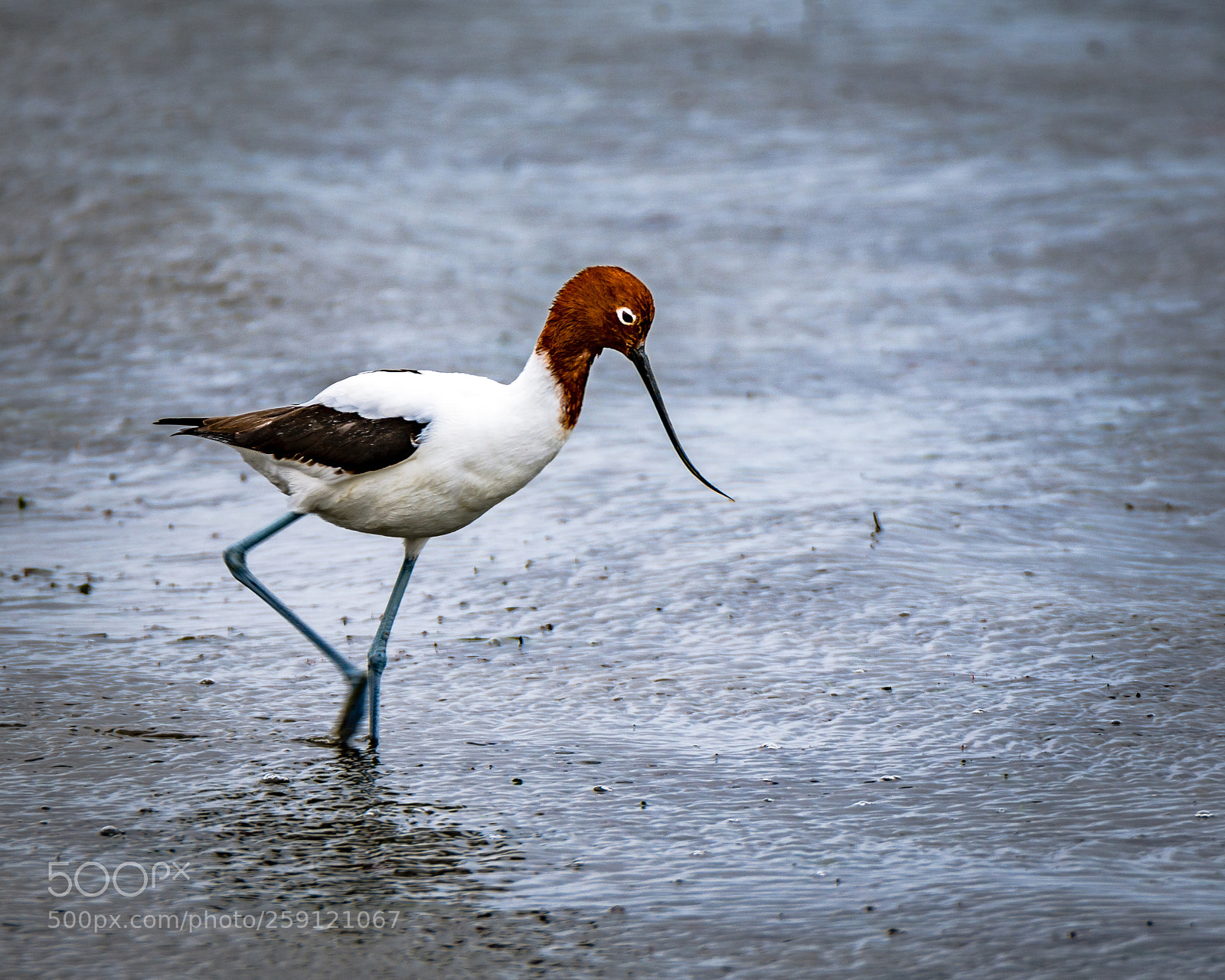 Nikon D7200 sample photo. Red-necked avocet i photography
