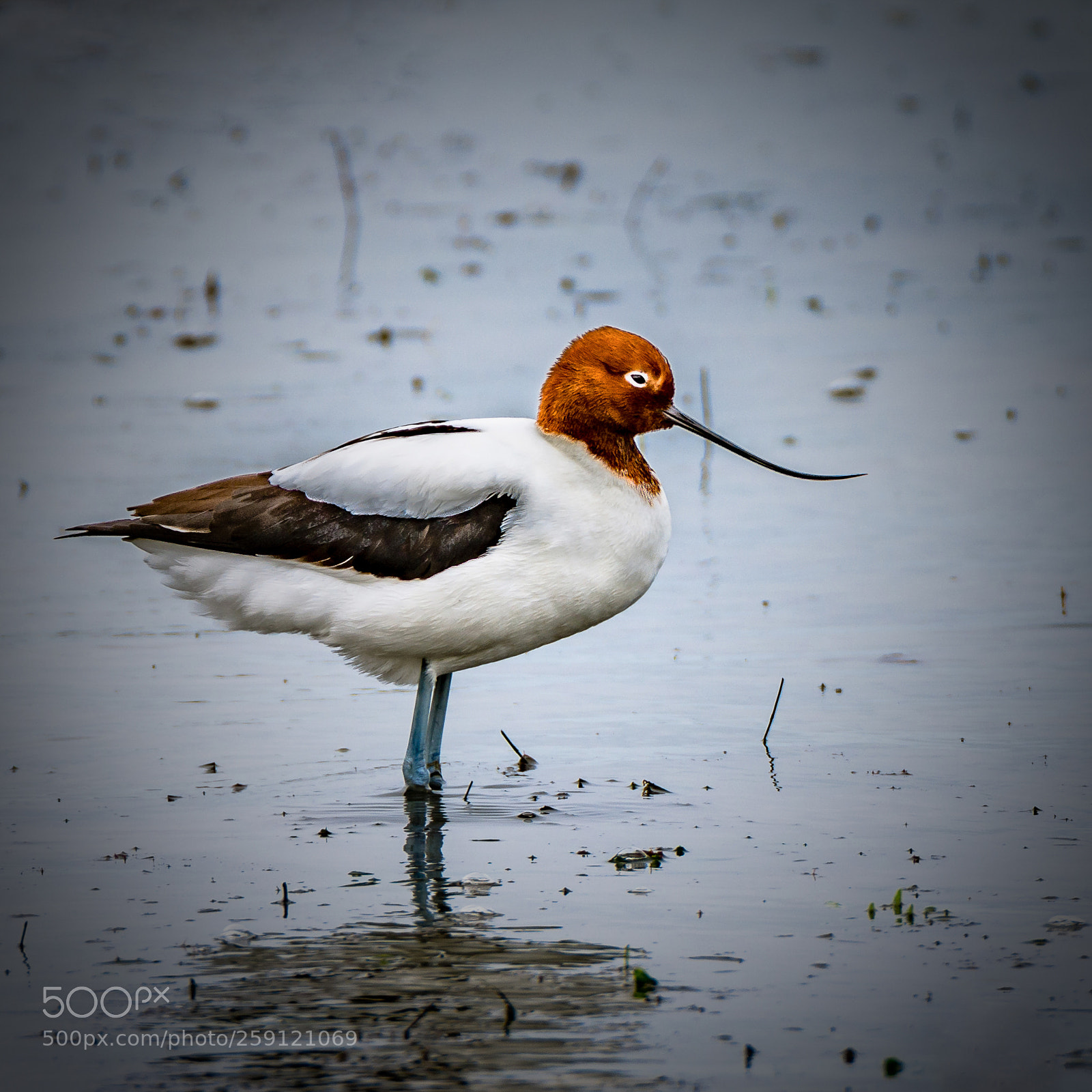 Nikon D7200 sample photo. Red-necked avocet ii photography
