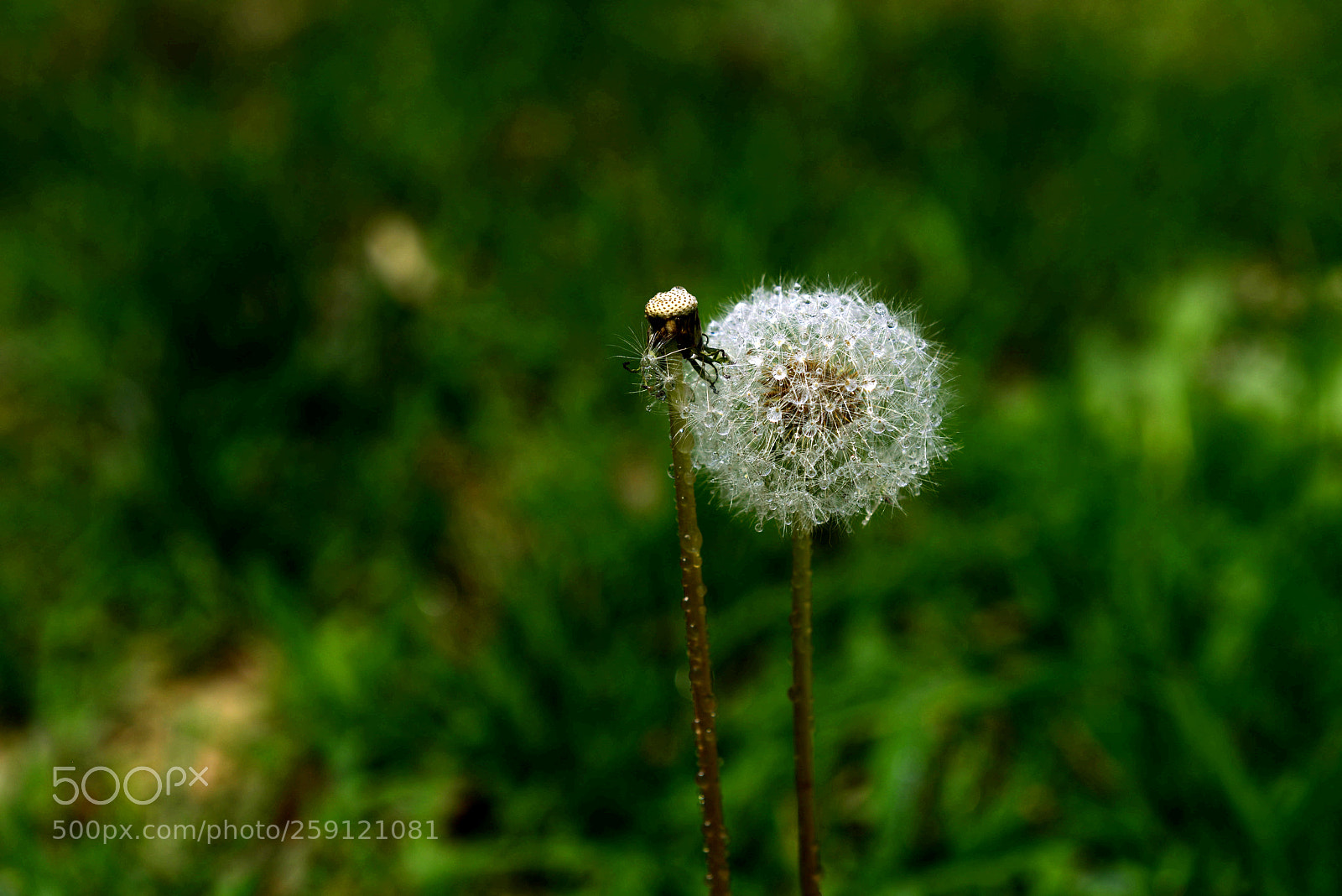 Nikon D800 sample photo. Untitled photography