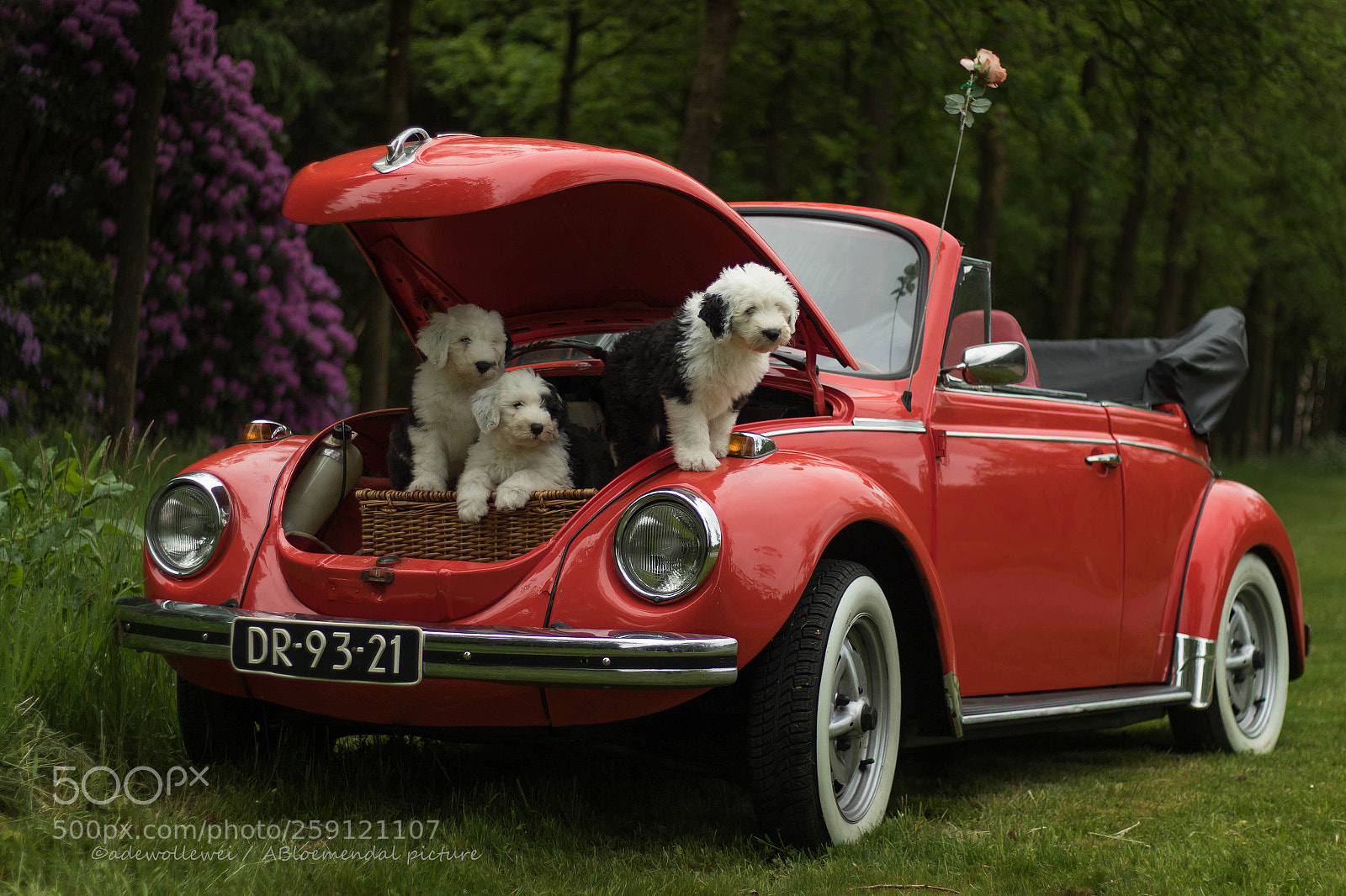 Canon EOS 7D Mark II sample photo. Puppy's picnic photography
