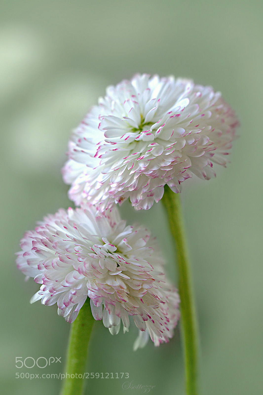 Canon EOS 600D (Rebel EOS T3i / EOS Kiss X5) sample photo. Affectionately photography