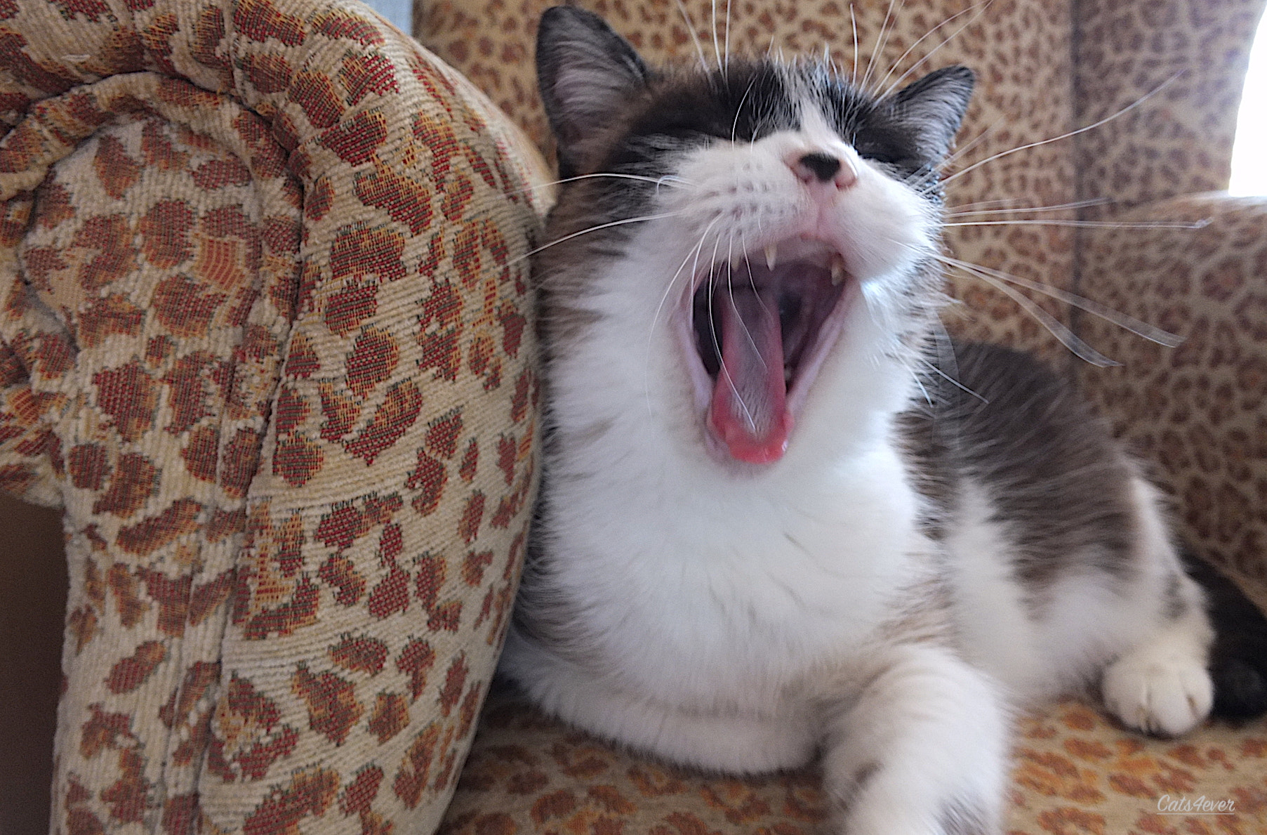 Fujifilm X-S1 sample photo. Tiger on sofa photography