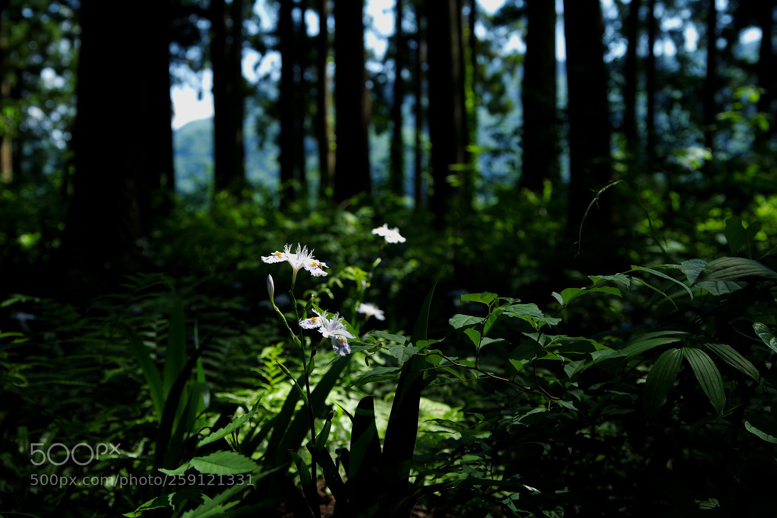 Pentax K-1 sample photo. Untitled photography