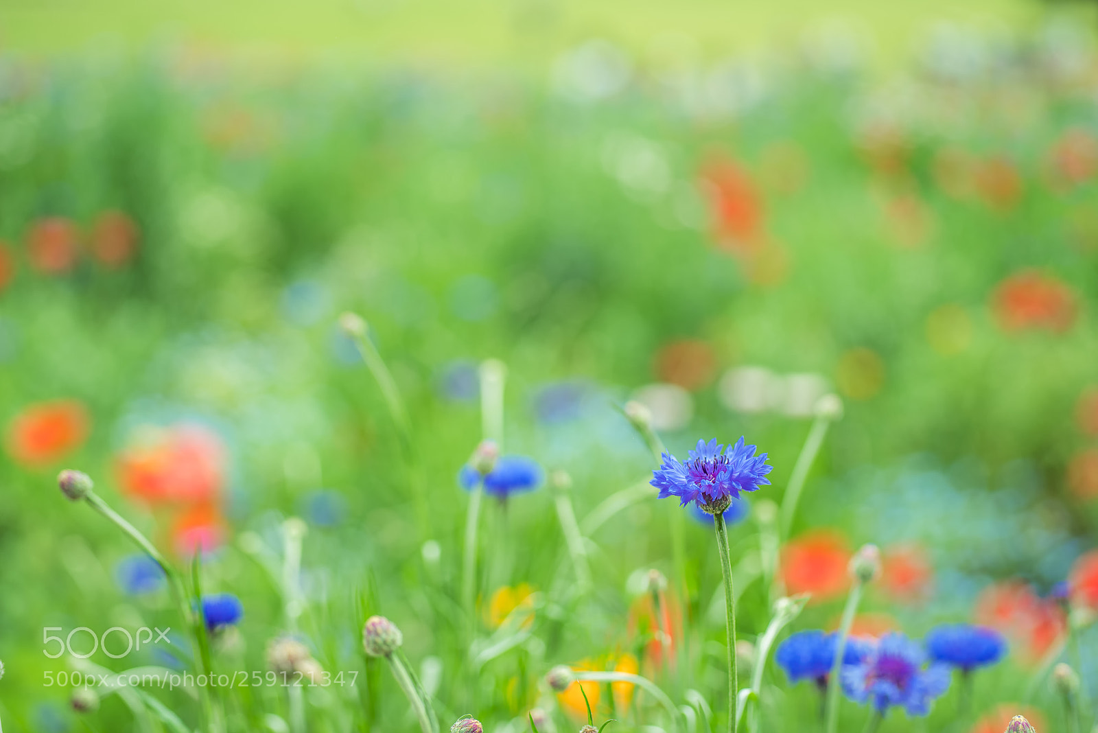 Pentax K-1 sample photo. Untitled photography