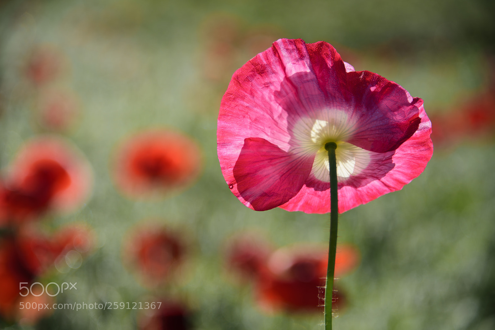 Nikon D810 sample photo. Poppy photography