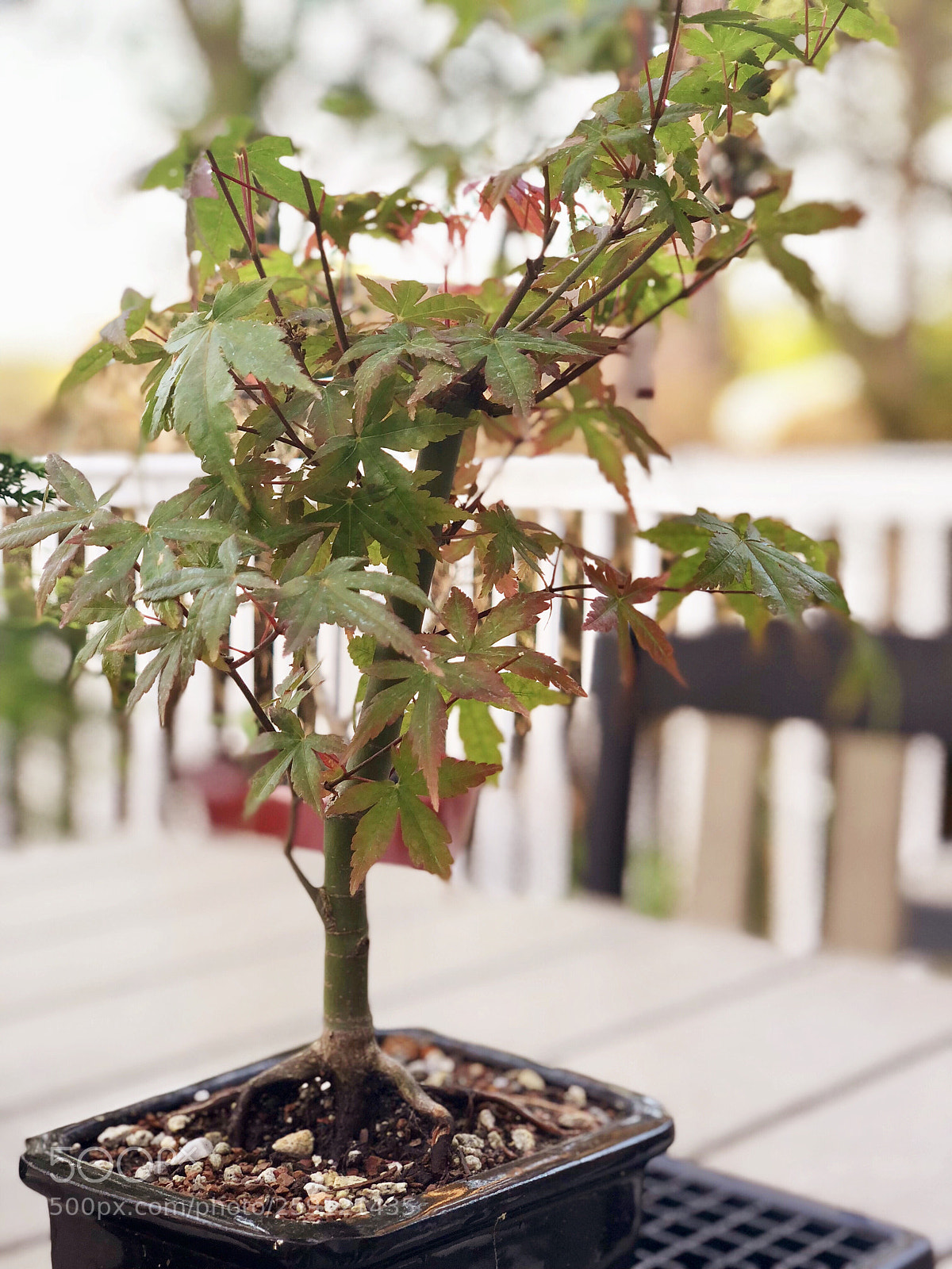 Apple iPhone X sample photo. Japanese maple bonsai in photography