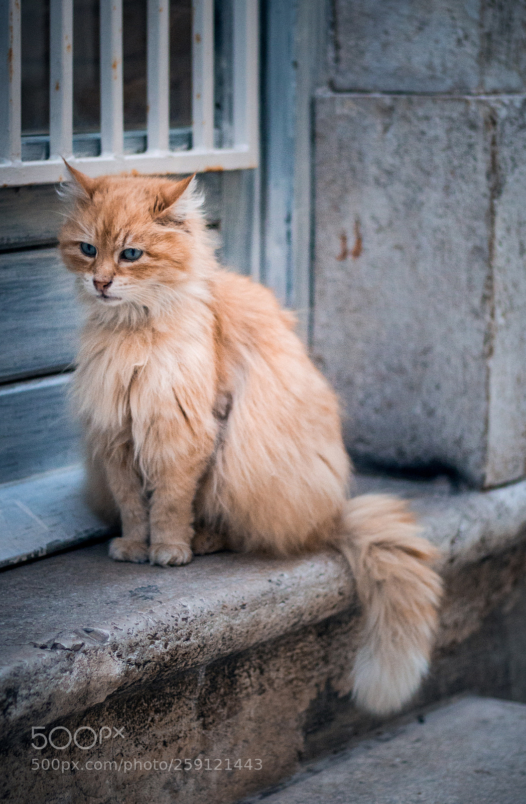 Canon EOS 70D sample photo. Lovely cat photography
