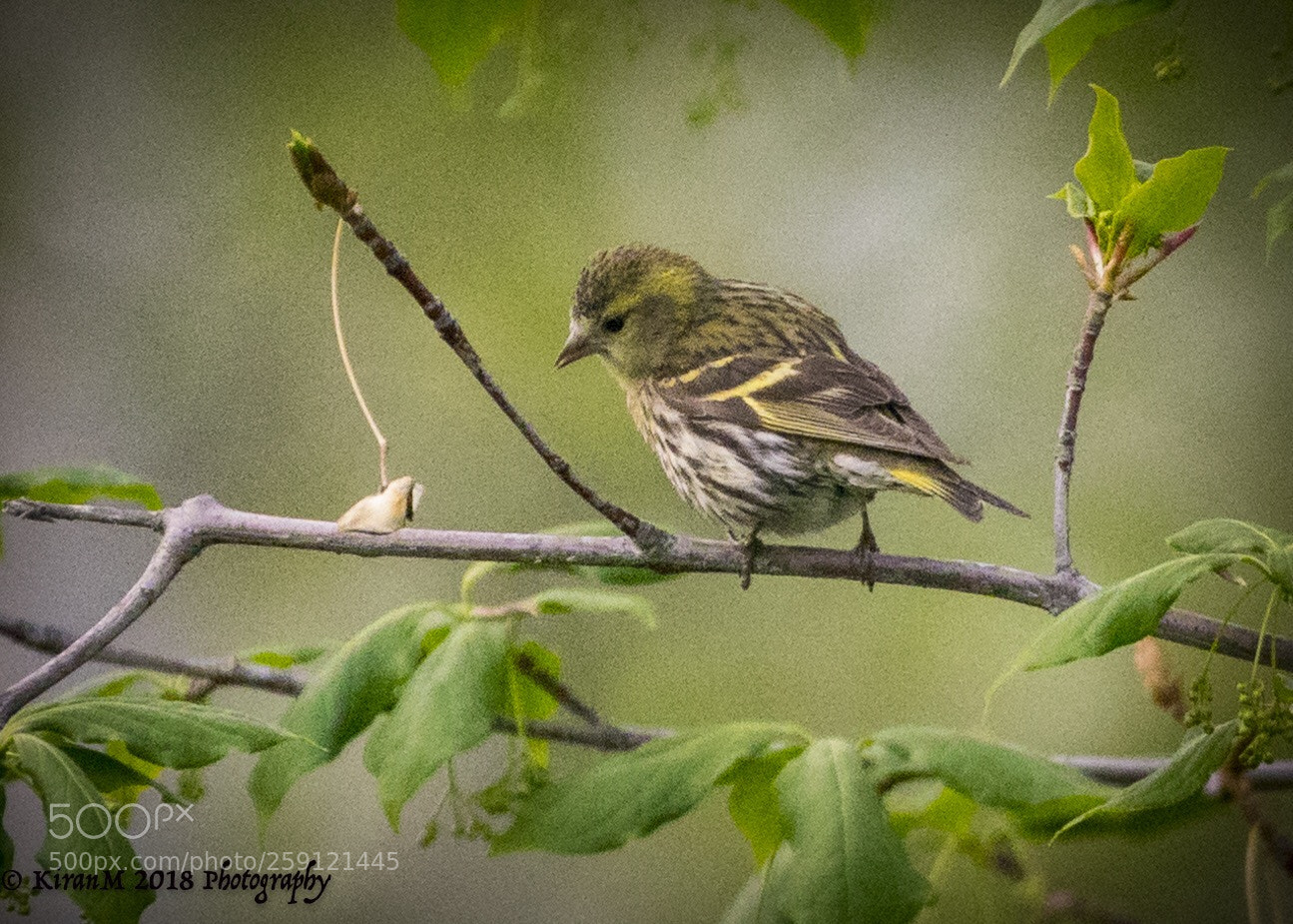 Sony a99 II sample photo. Eurasian siskin photography