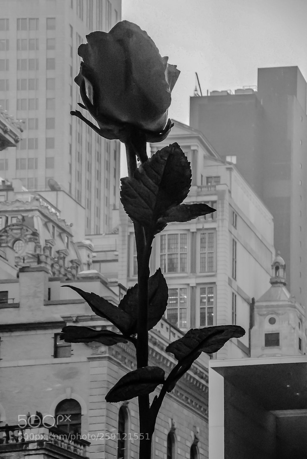 Nikon D3000 sample photo. Big rose photography