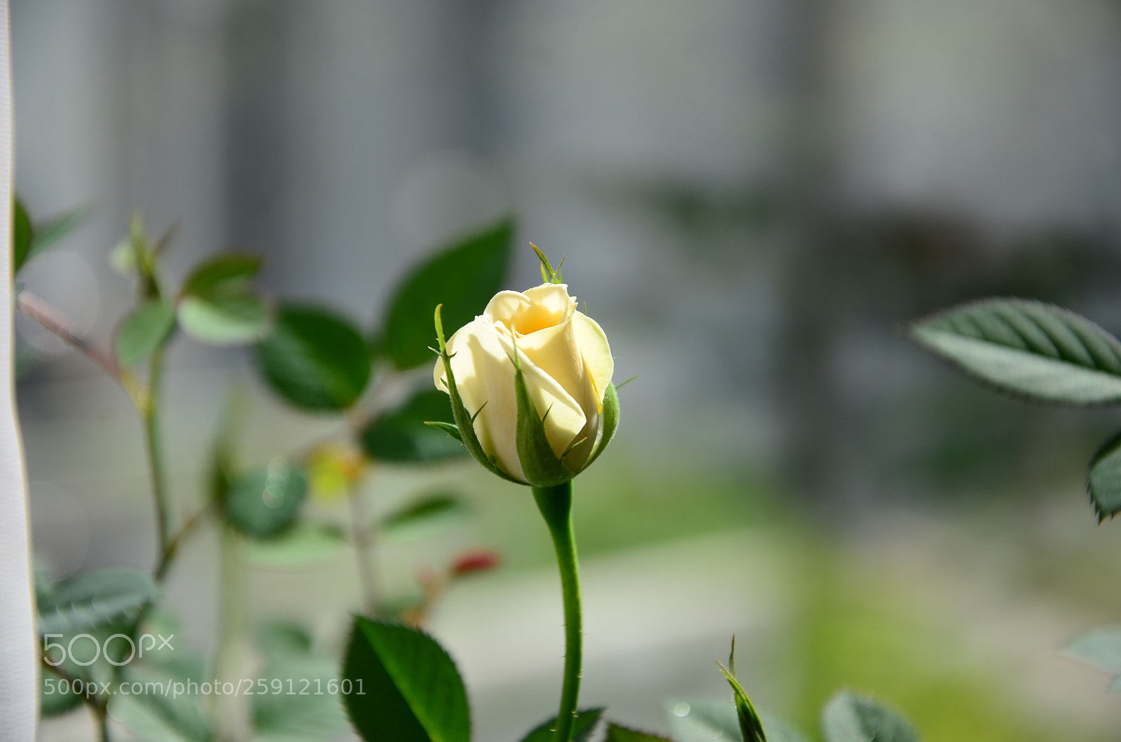 Nikon D7000 sample photo. Untitled photography