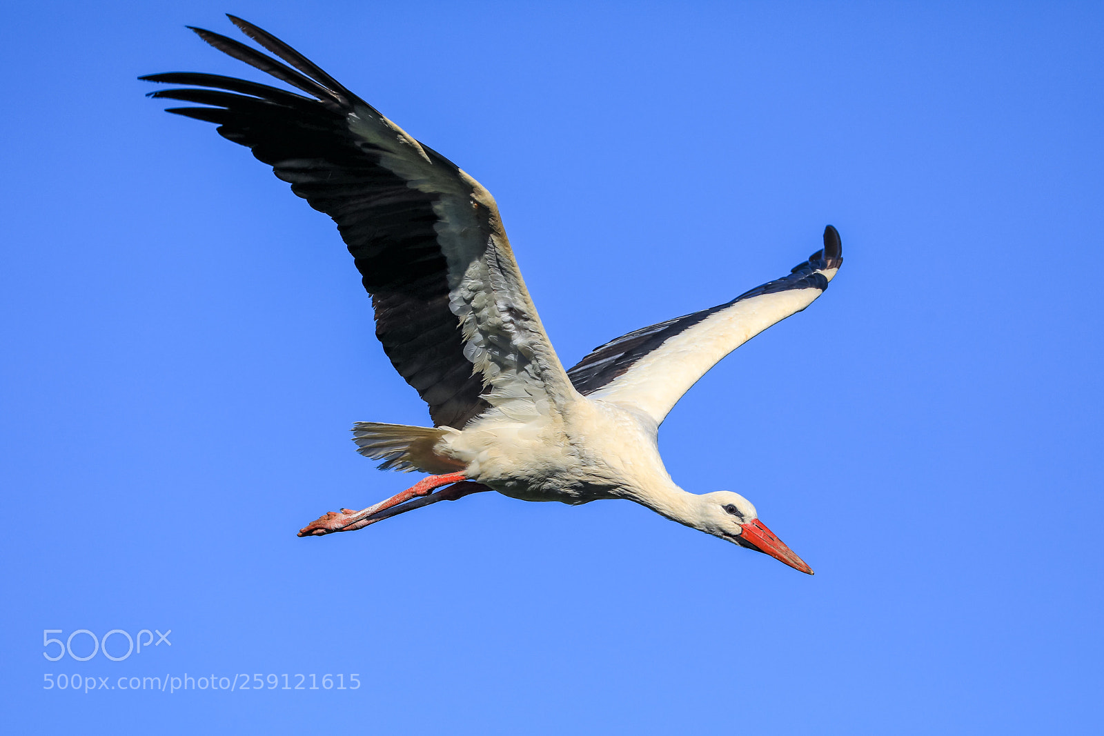 Canon EOS 5D Mark IV sample photo. The flight photography