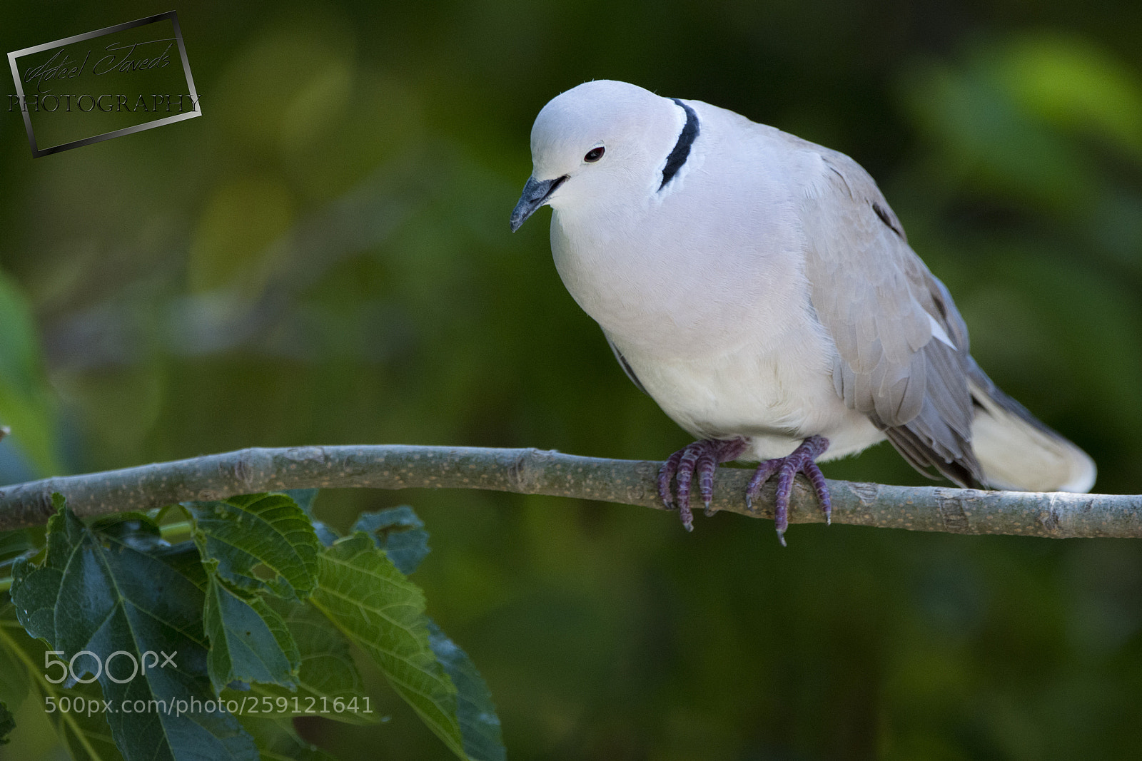 Nikon D7200 sample photo. Barbary dove photography