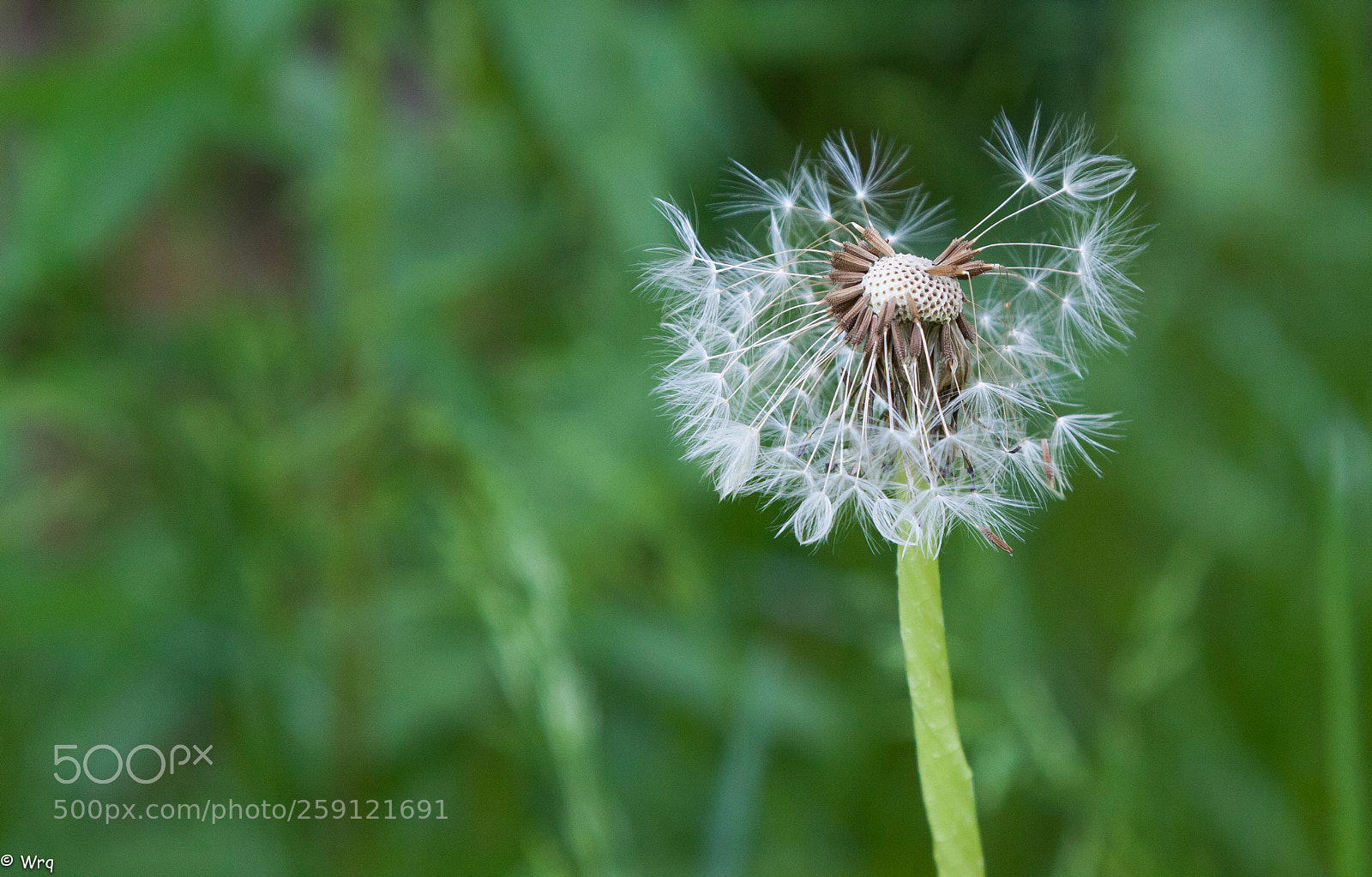 Canon EOS 50D sample photo. Dmuchawiec photography