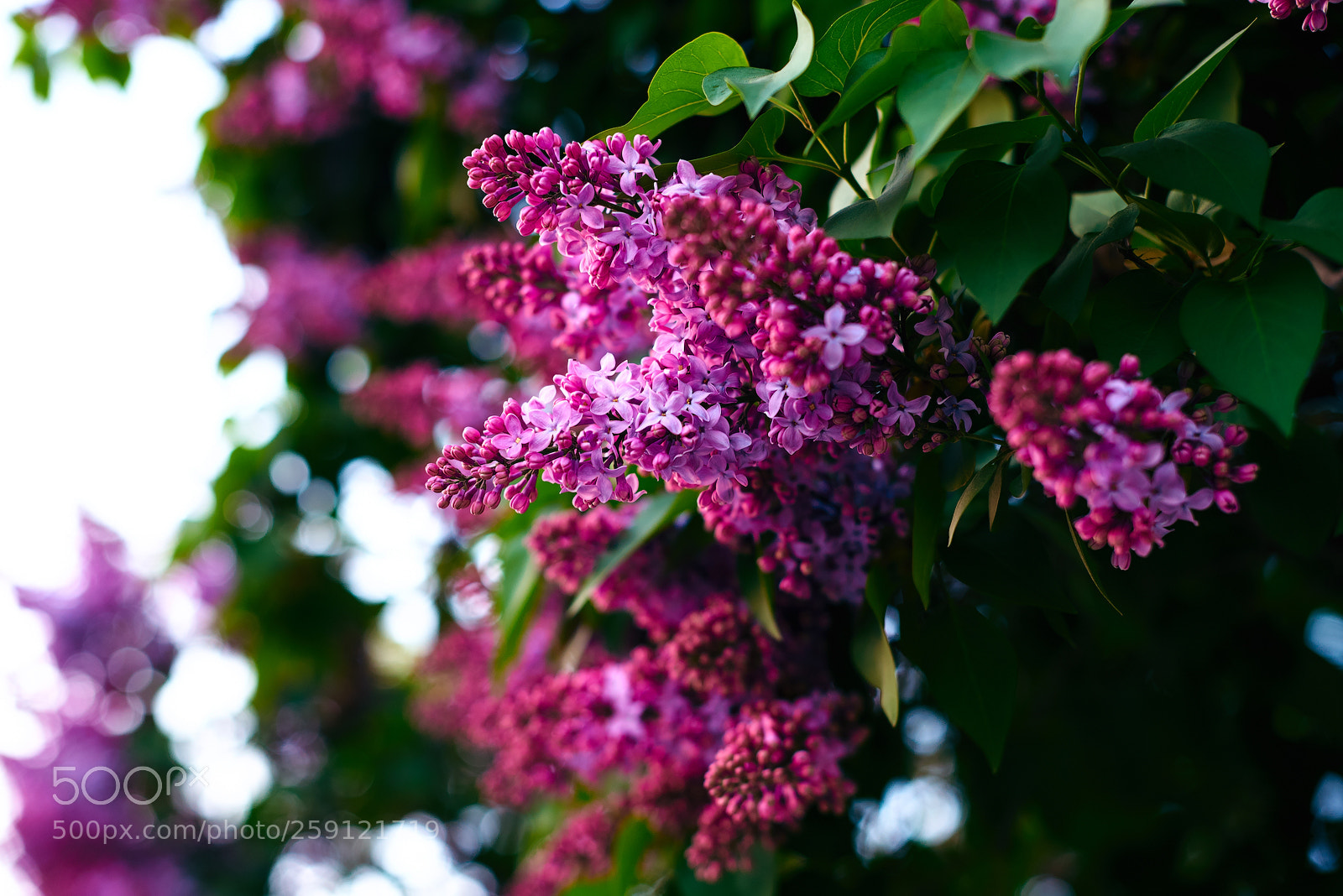 Nikon D750 sample photo. Lilac blooming photography