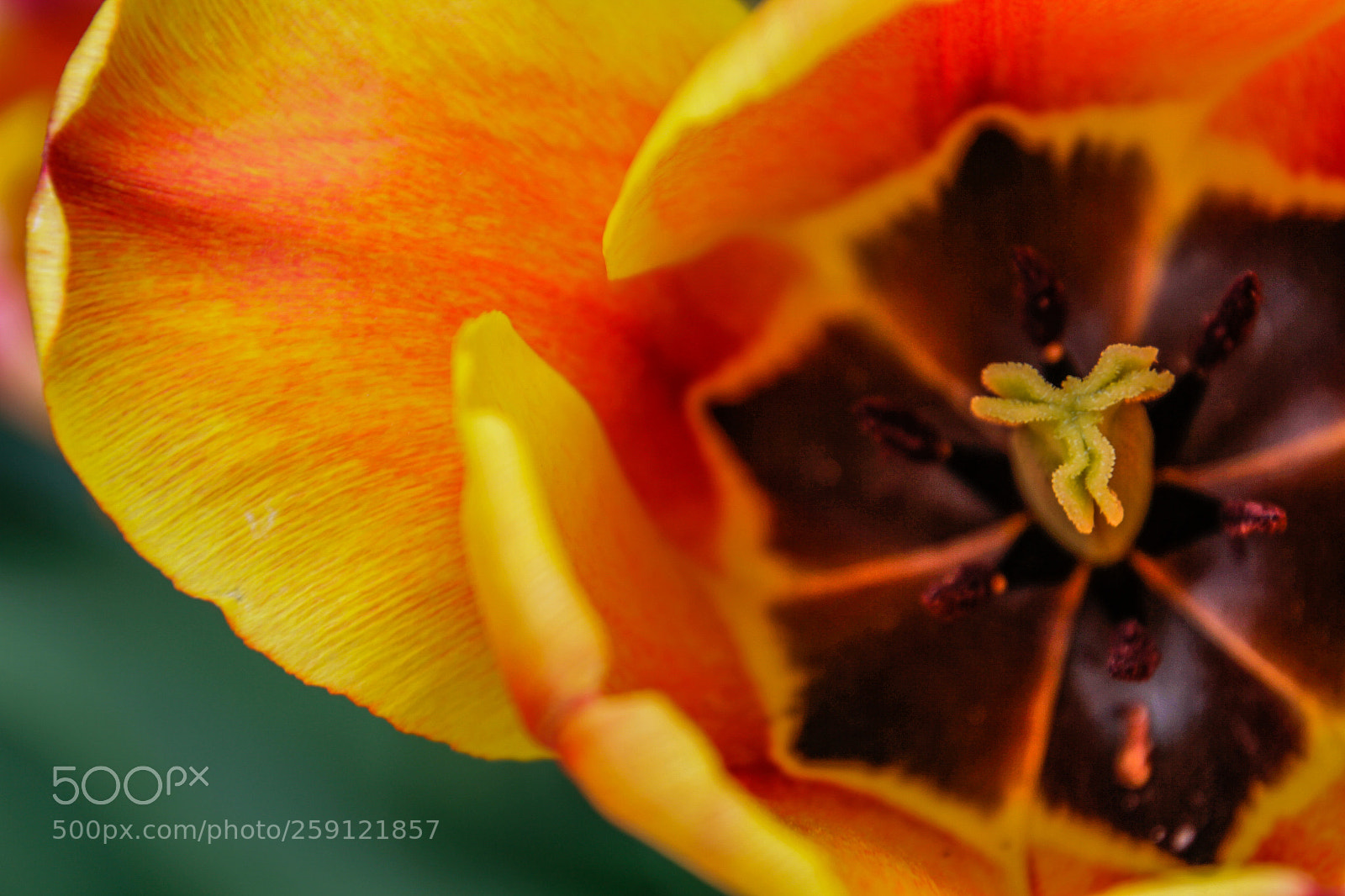 Canon EOS 7D sample photo. Inside the beauty photography