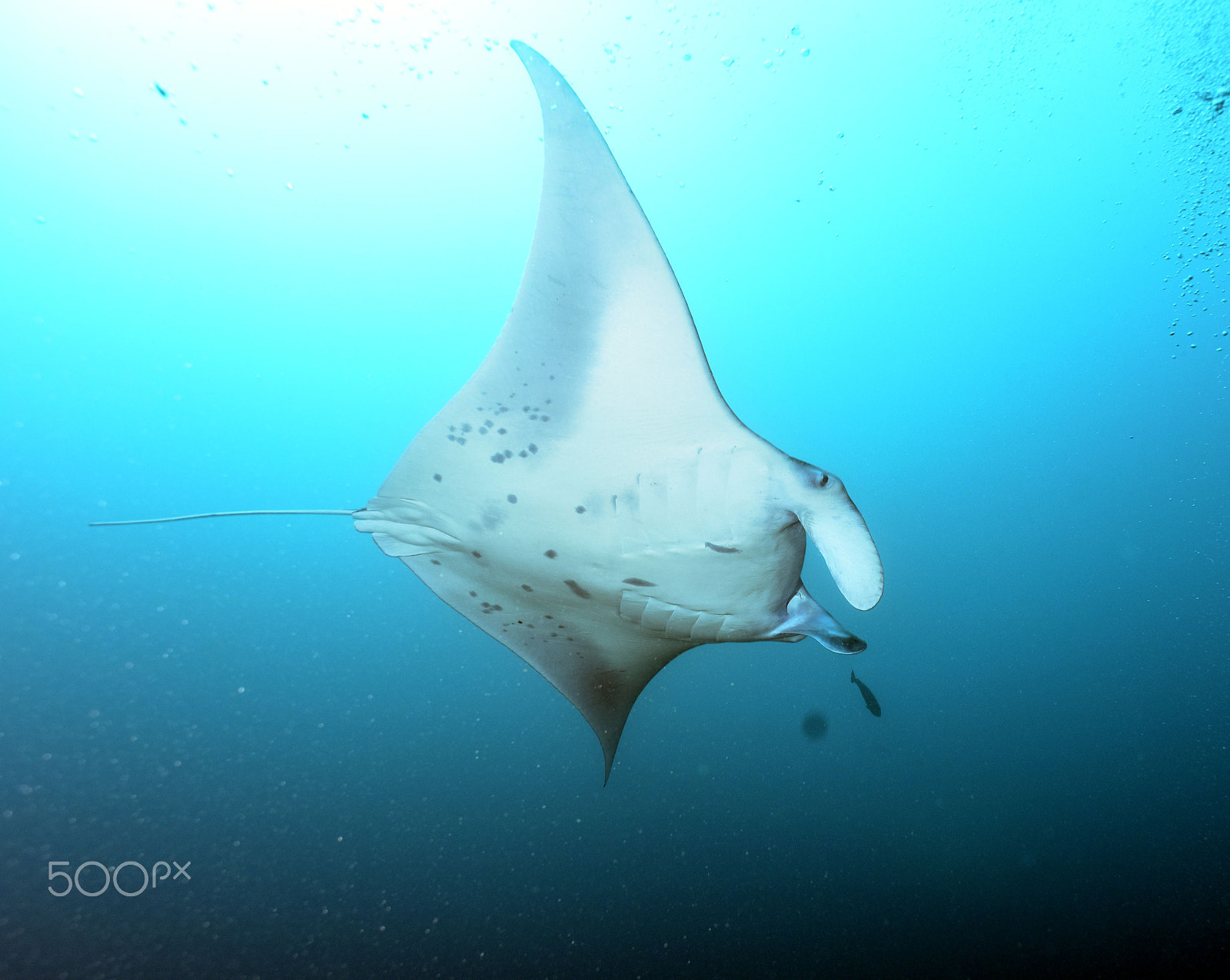 Nikon D810 sample photo. Diving with mantas and sharks photography