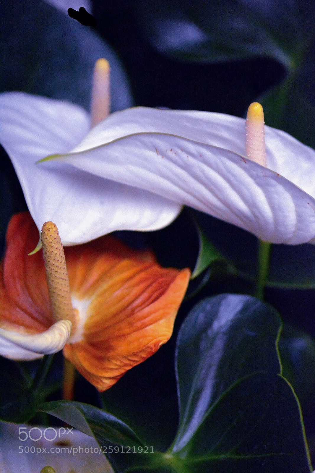 Nikon D7100 sample photo. A white kalla blooming. photography