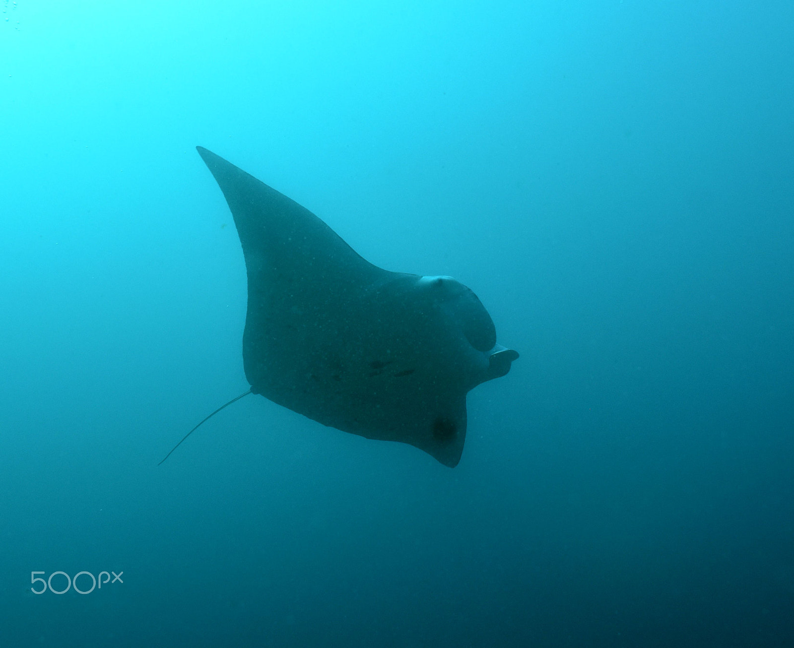 Nikon D810 sample photo. Diving with mantas and sharks photography