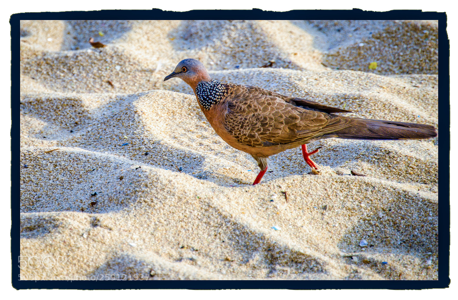 Nikon D610 sample photo. Beach walk photography