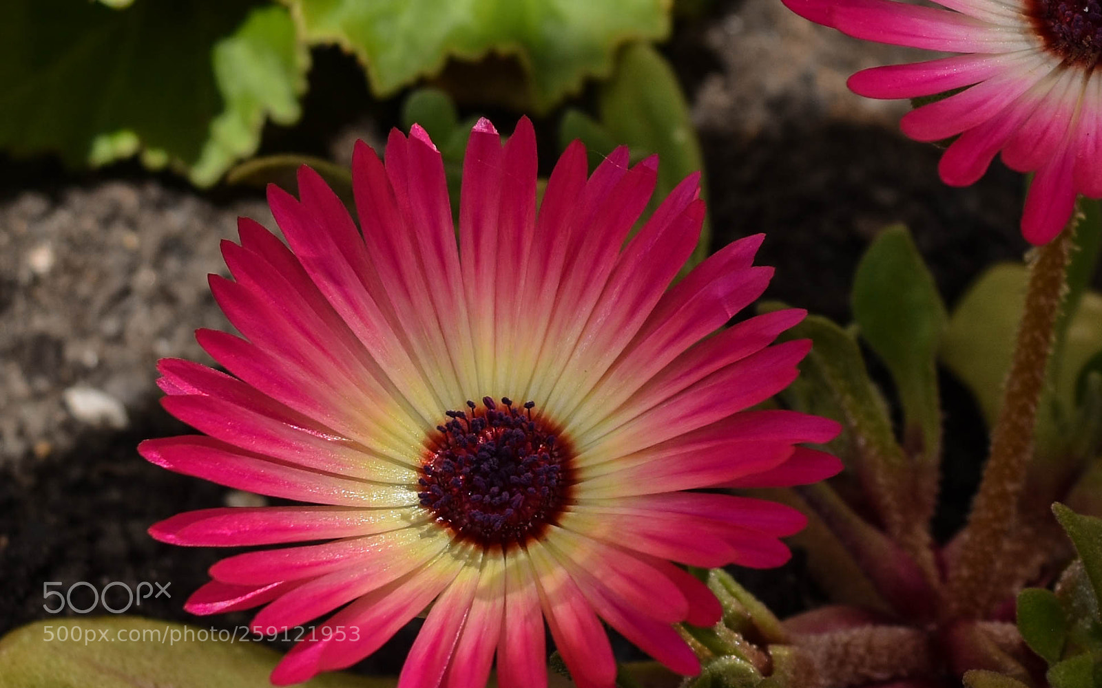 Nikon D5500 sample photo. Ice plant photography