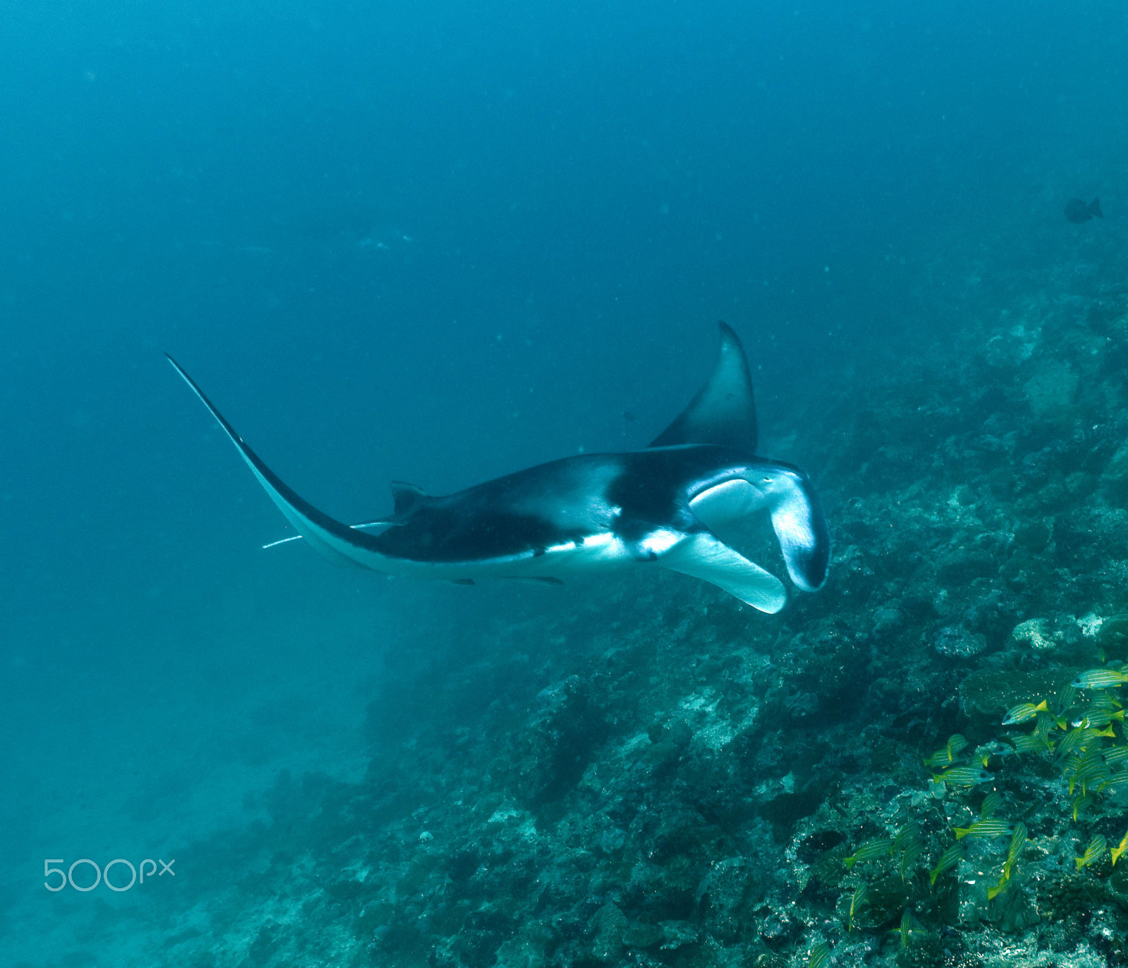 Nikon D810 + Nikon AF Nikkor 20mm F2.8D sample photo. Diving with mantas and sharks photography