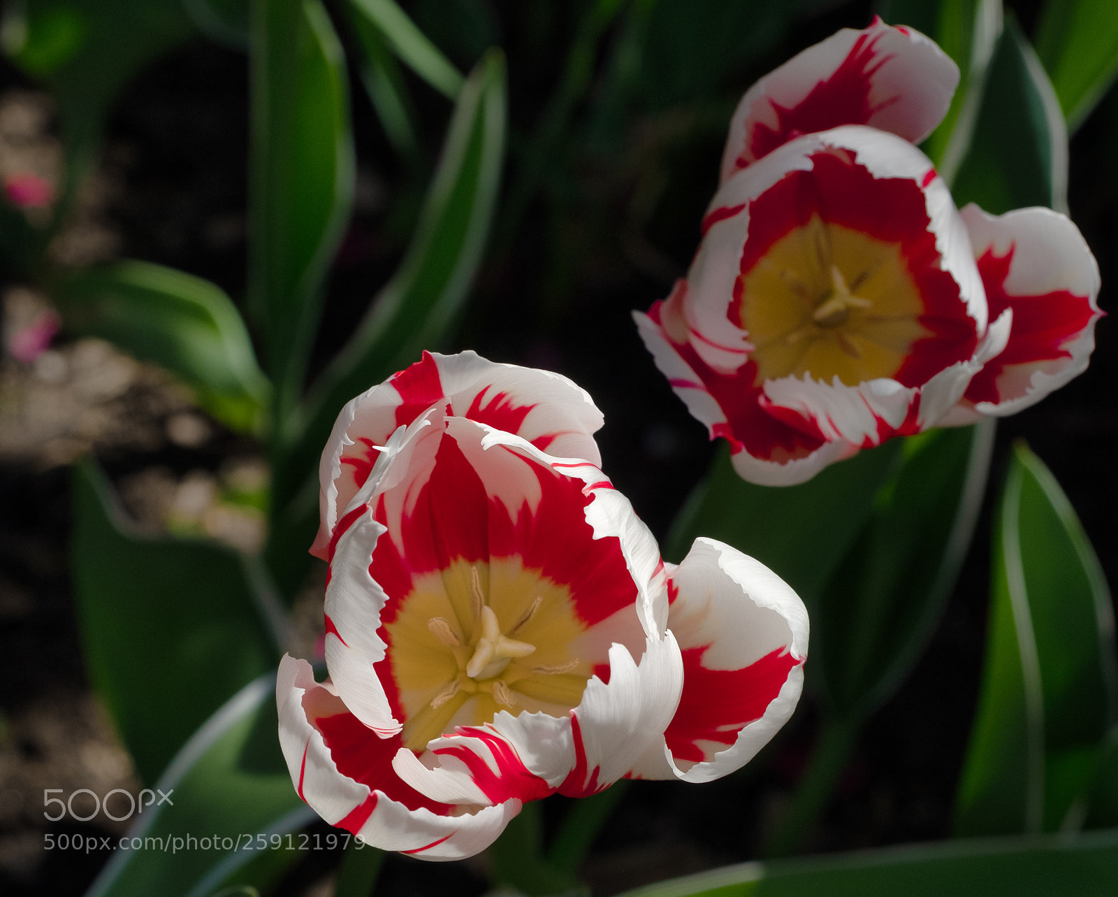 Fujifilm X-T2 sample photo. Tulips standing on photography