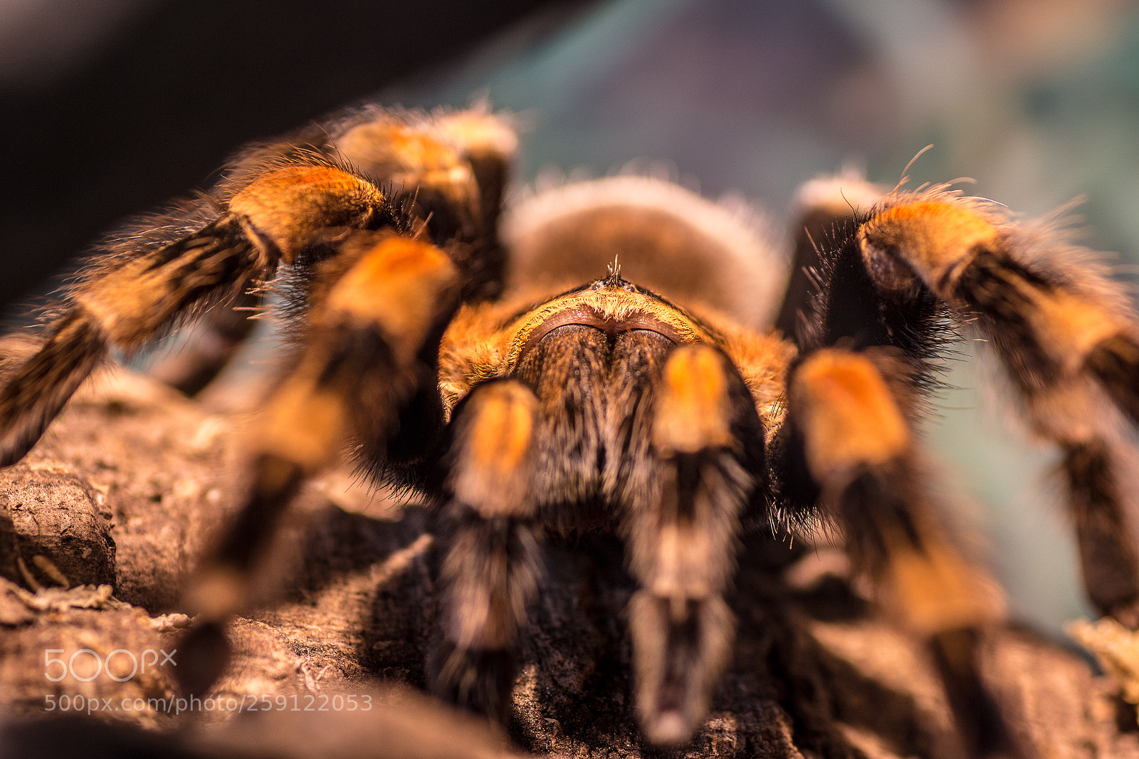 Canon EOS 70D sample photo. Tigervogelspinne photography