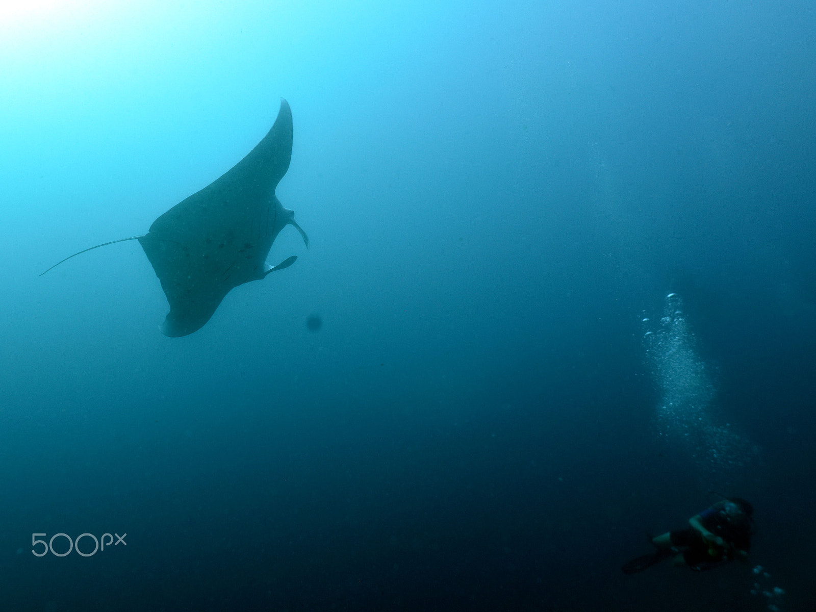 Nikon AF Nikkor 20mm F2.8D sample photo. Diving with mantas and sharks photography