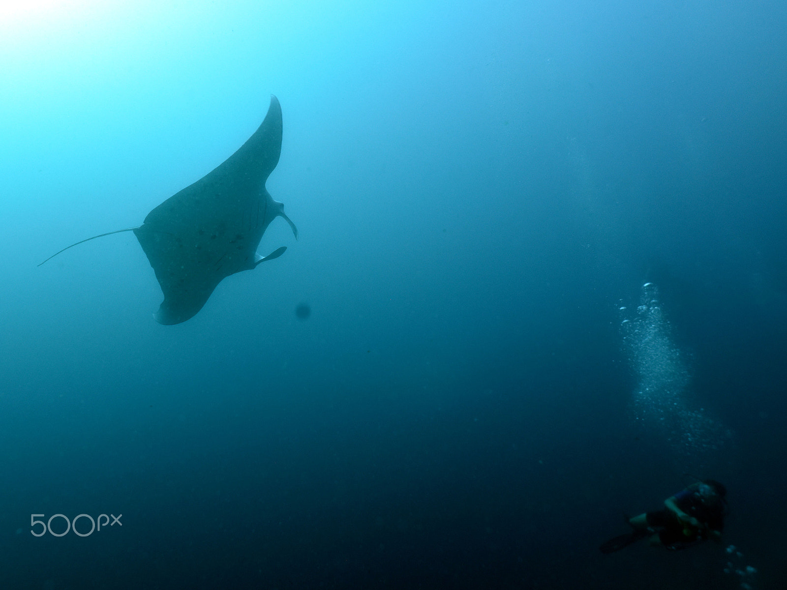 Nikon D810 + Nikon AF Nikkor 20mm F2.8D sample photo. Diving with mantas and sharks photography