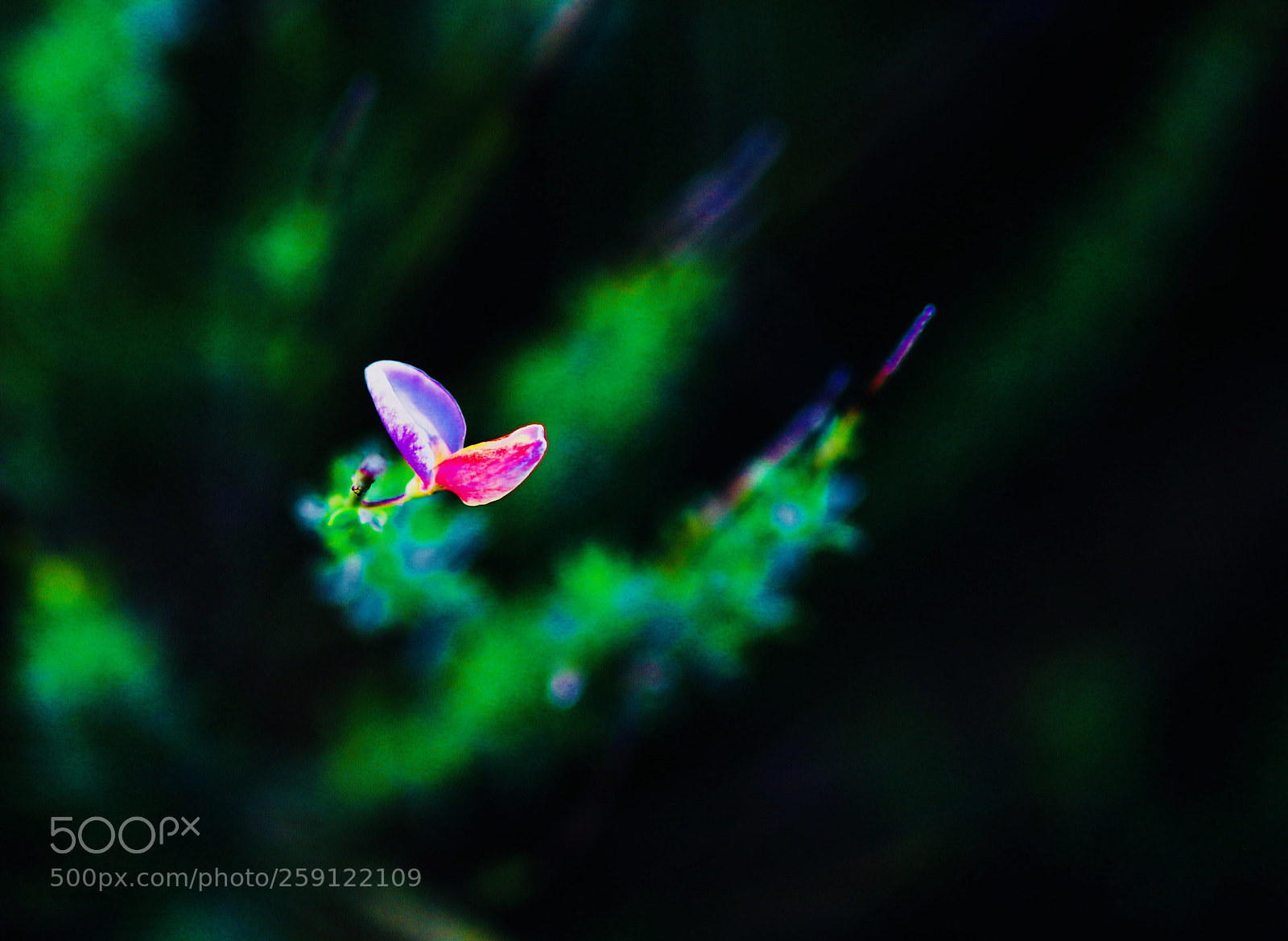Canon EOS 5DS sample photo. Alone photography