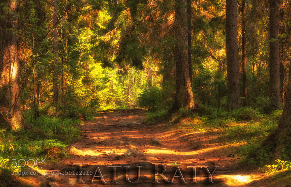 Nikon D7100 sample photo. Forest path photography