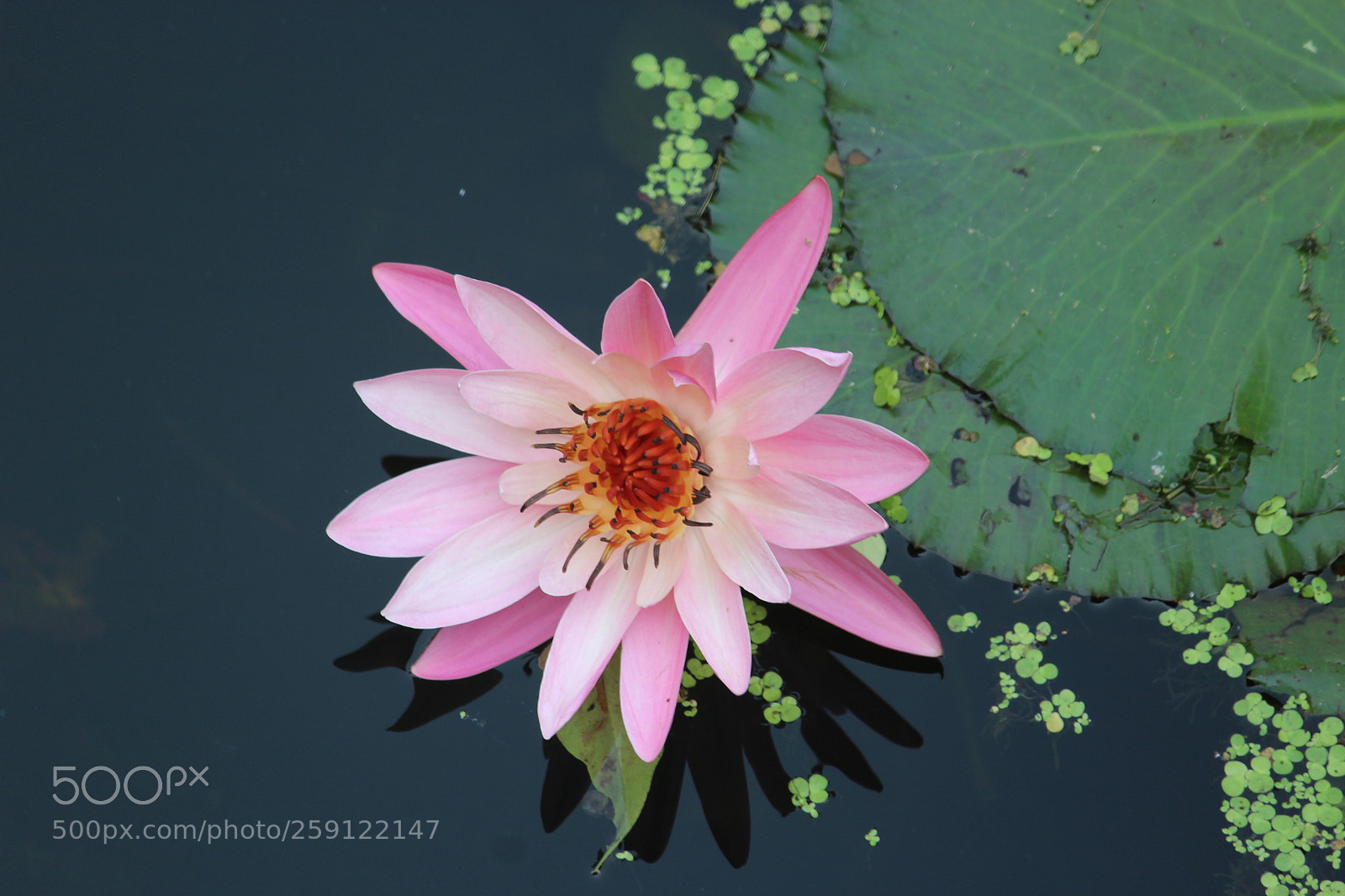 Canon EF-S 55-250mm F4-5.6 IS II sample photo. Lotus photography