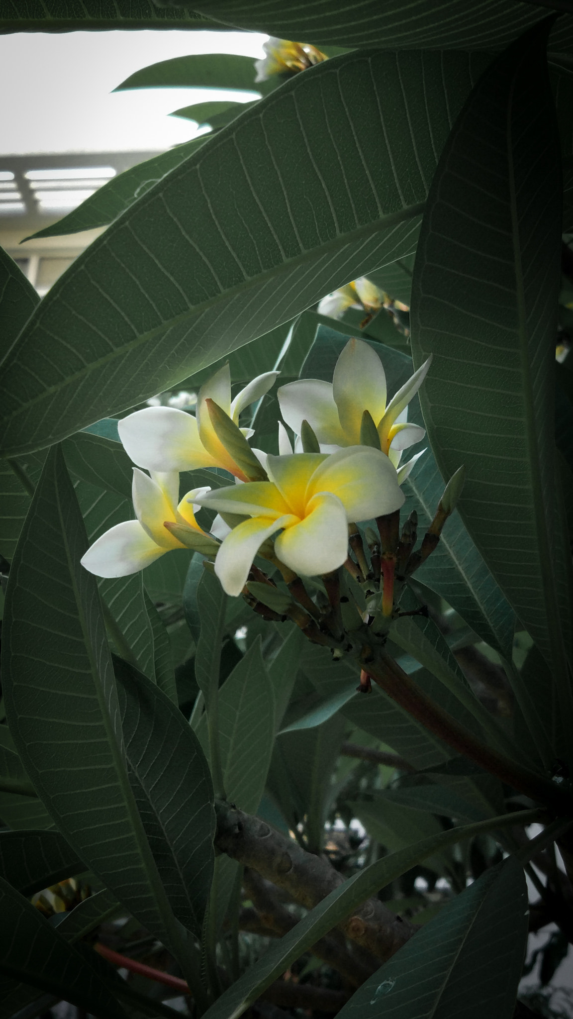 Xiaomi MI 5 sample photo