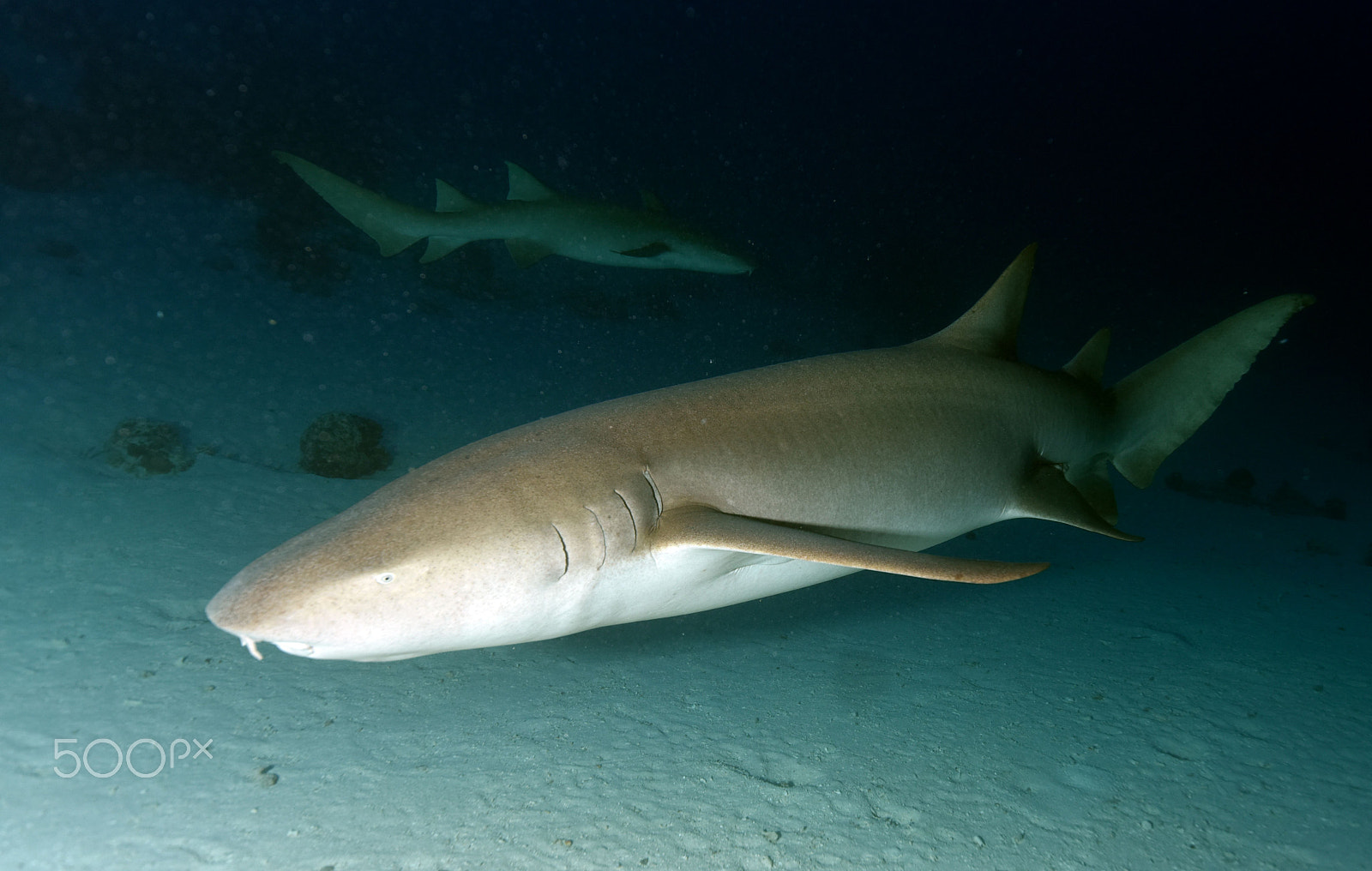 Nikon AF-S Nikkor 16-35mm F4G ED VR sample photo. Diving with mantas and sharks photography